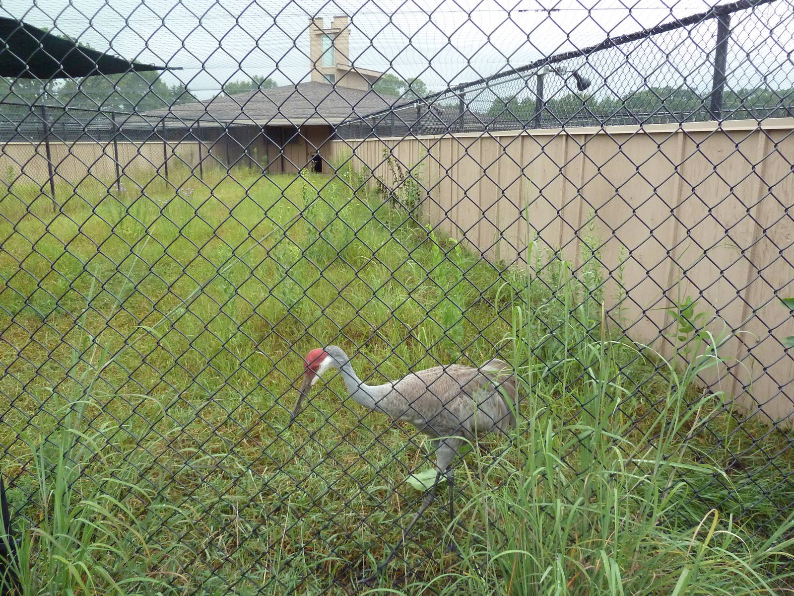 Sandhill Crane Exhibit #1