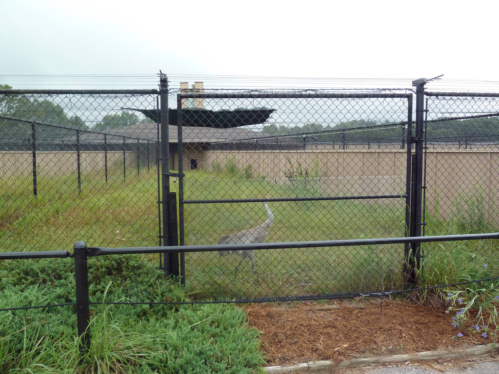 Sandhill Crane Exhibit #1