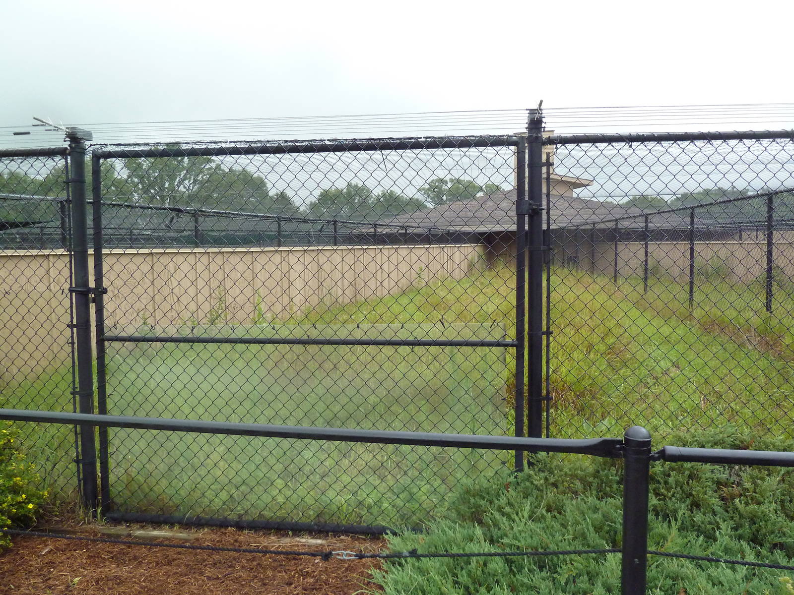 Sandhill Crane Exhibit #2