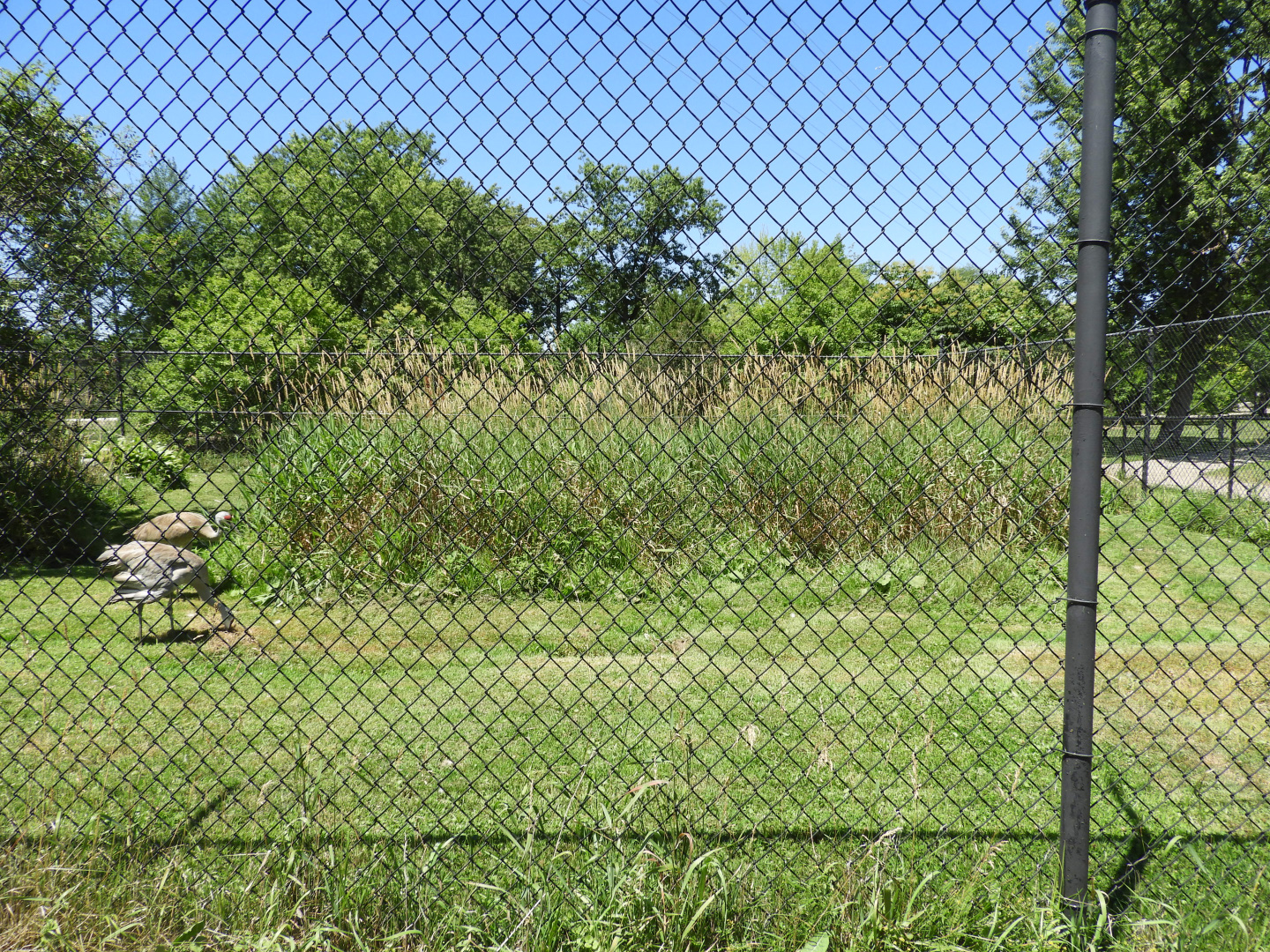 Sandhill Crane exhibit (first half) - Wildwood Zoo