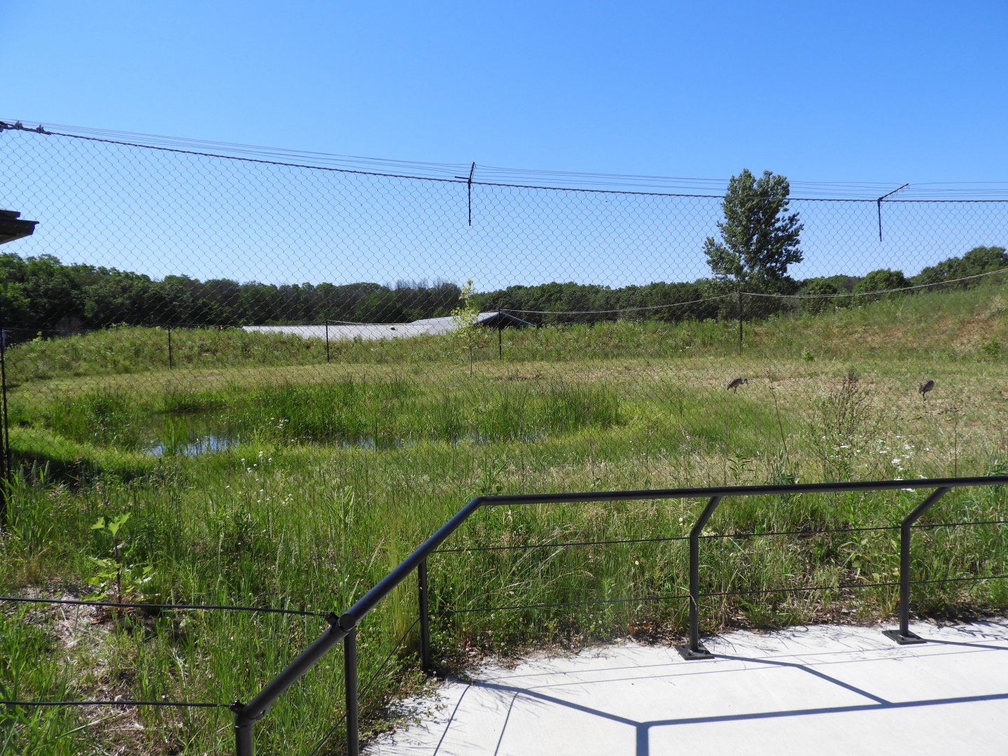 Sandhill Crane exhibit (view from outside the welcome center) - New in 2021