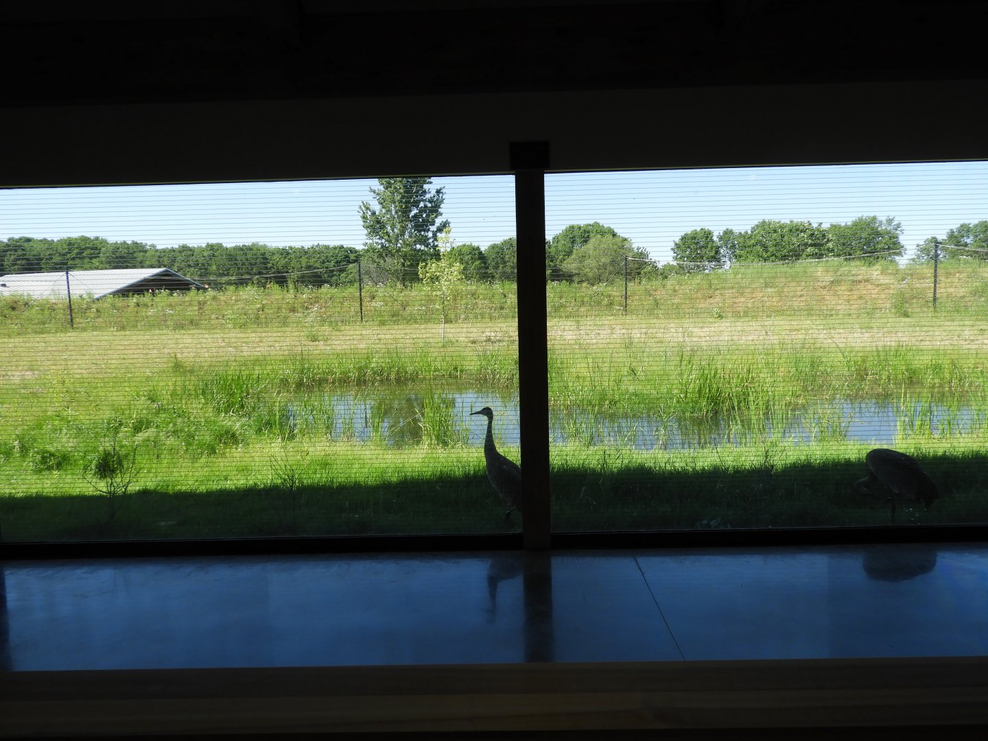 Sandhill Crane exhibit (view from within welcome center) - New in 2021