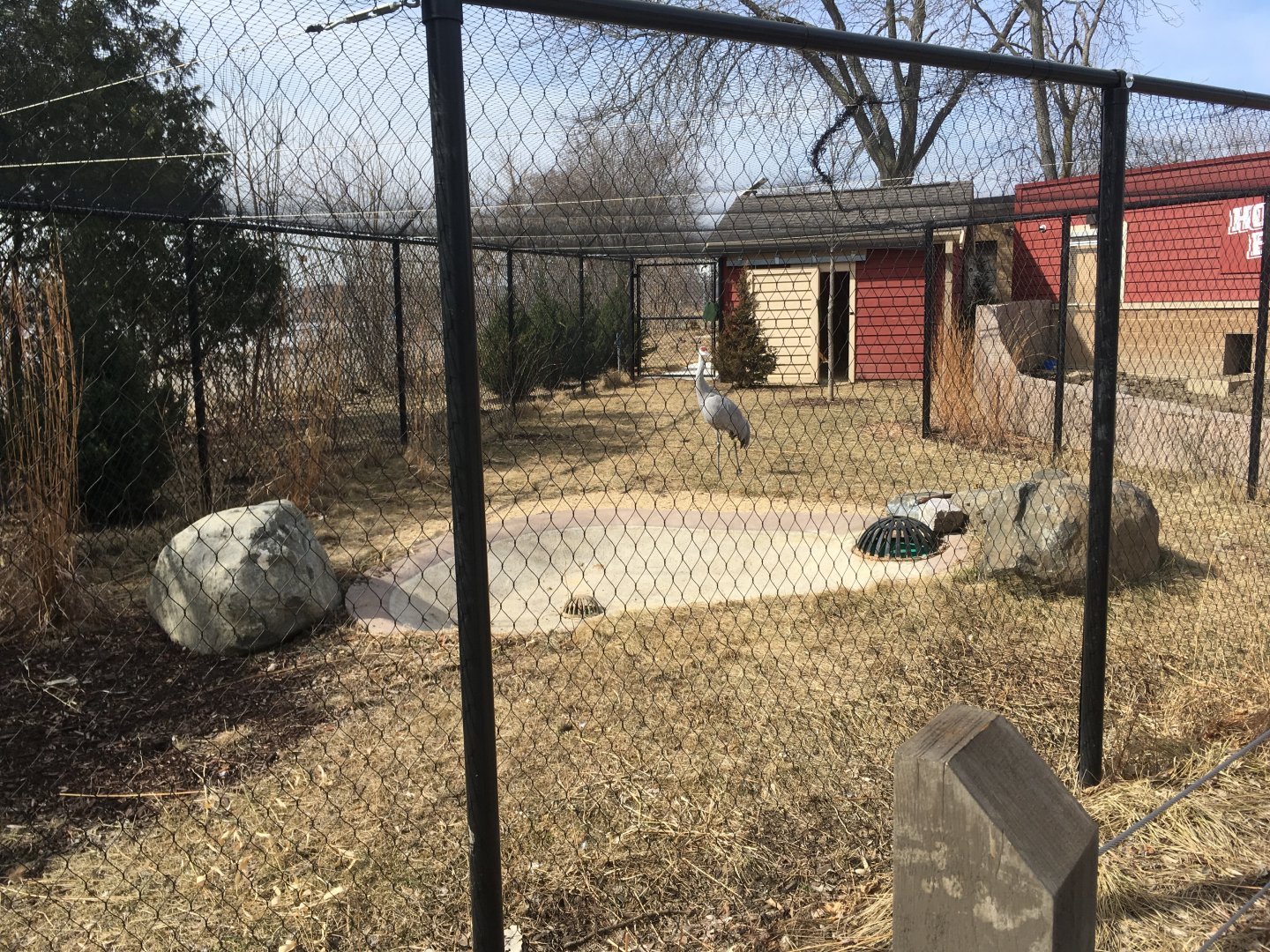 Sandhill Crane exhibit - Wisconsin Heritage - Henry Vilas Zoo