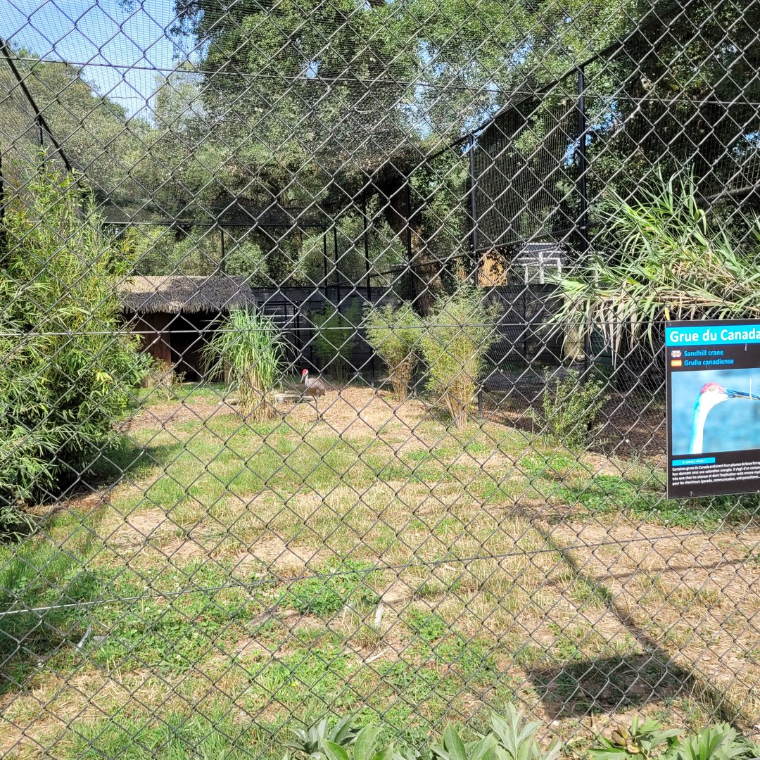 Sandhill crane exhibit -Zoo de Labenne (2023)