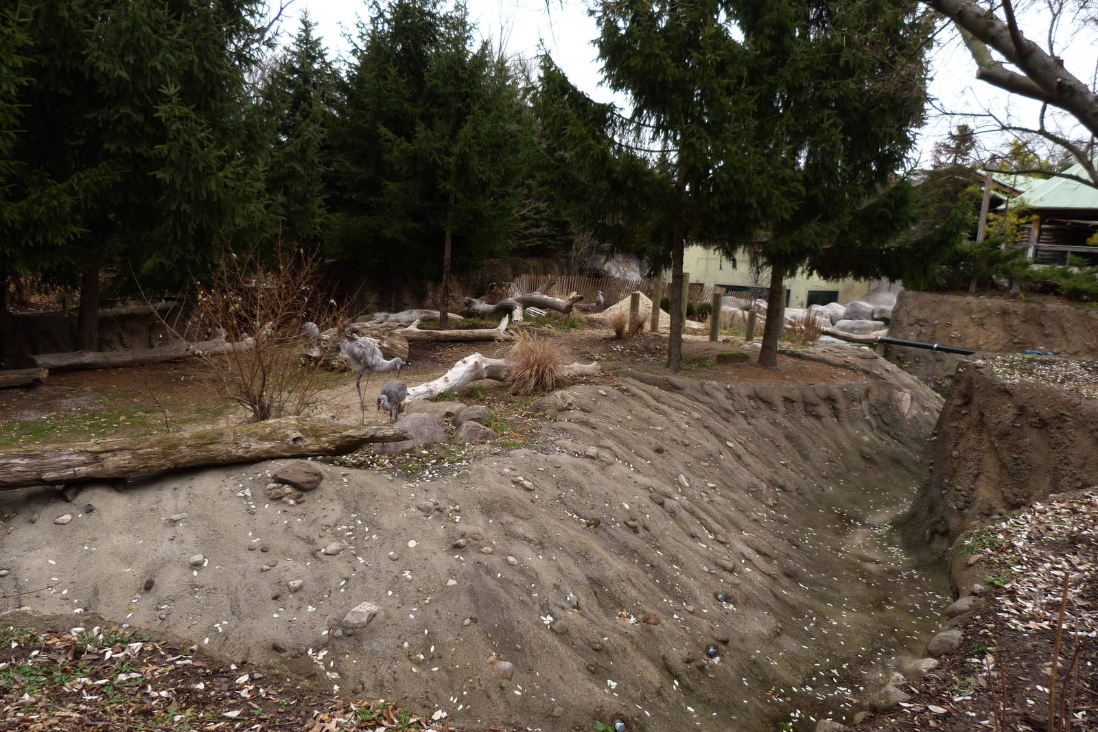 Sandhill Crane Exhibit