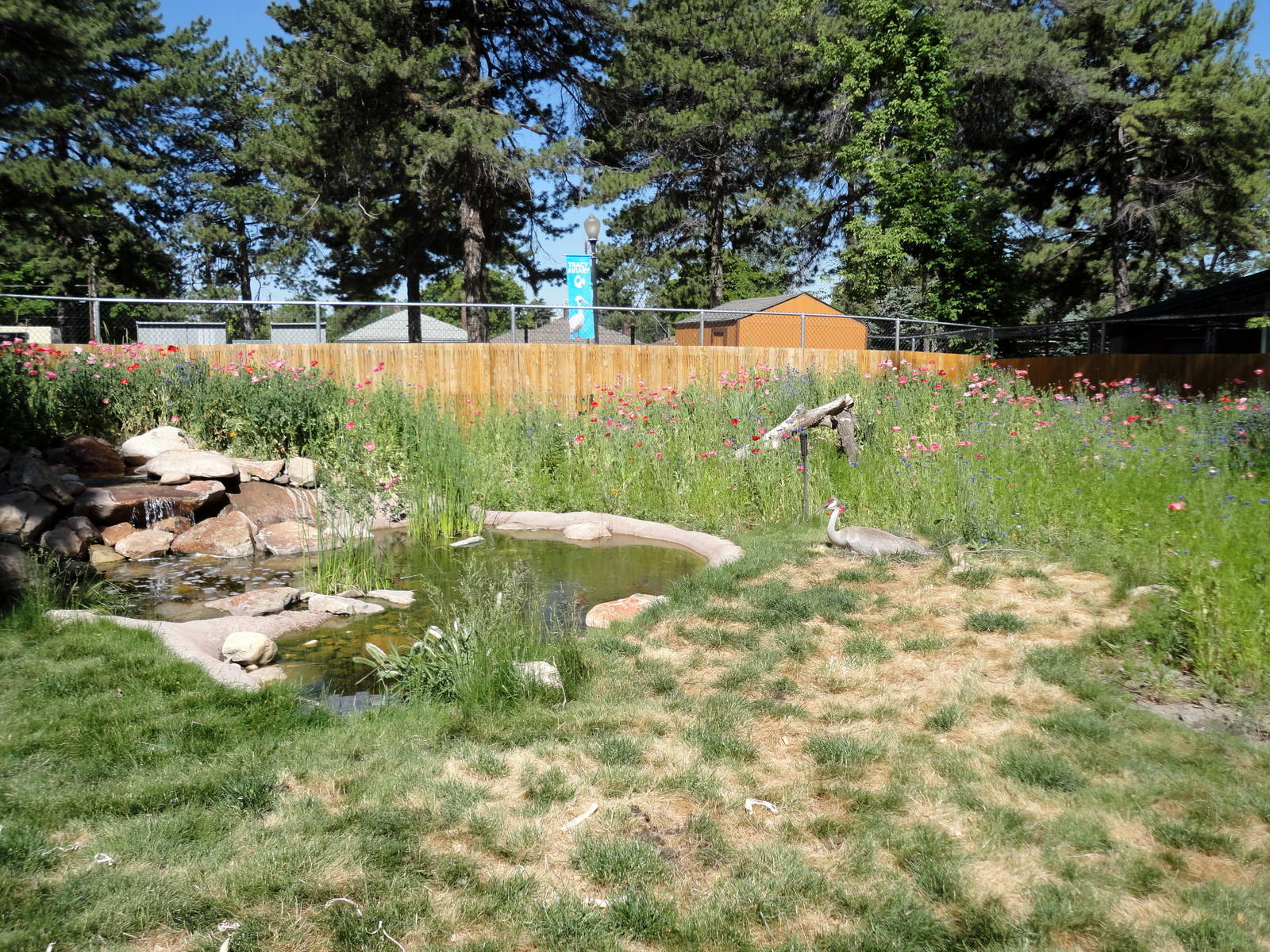 Sandhill Crane Exhibit