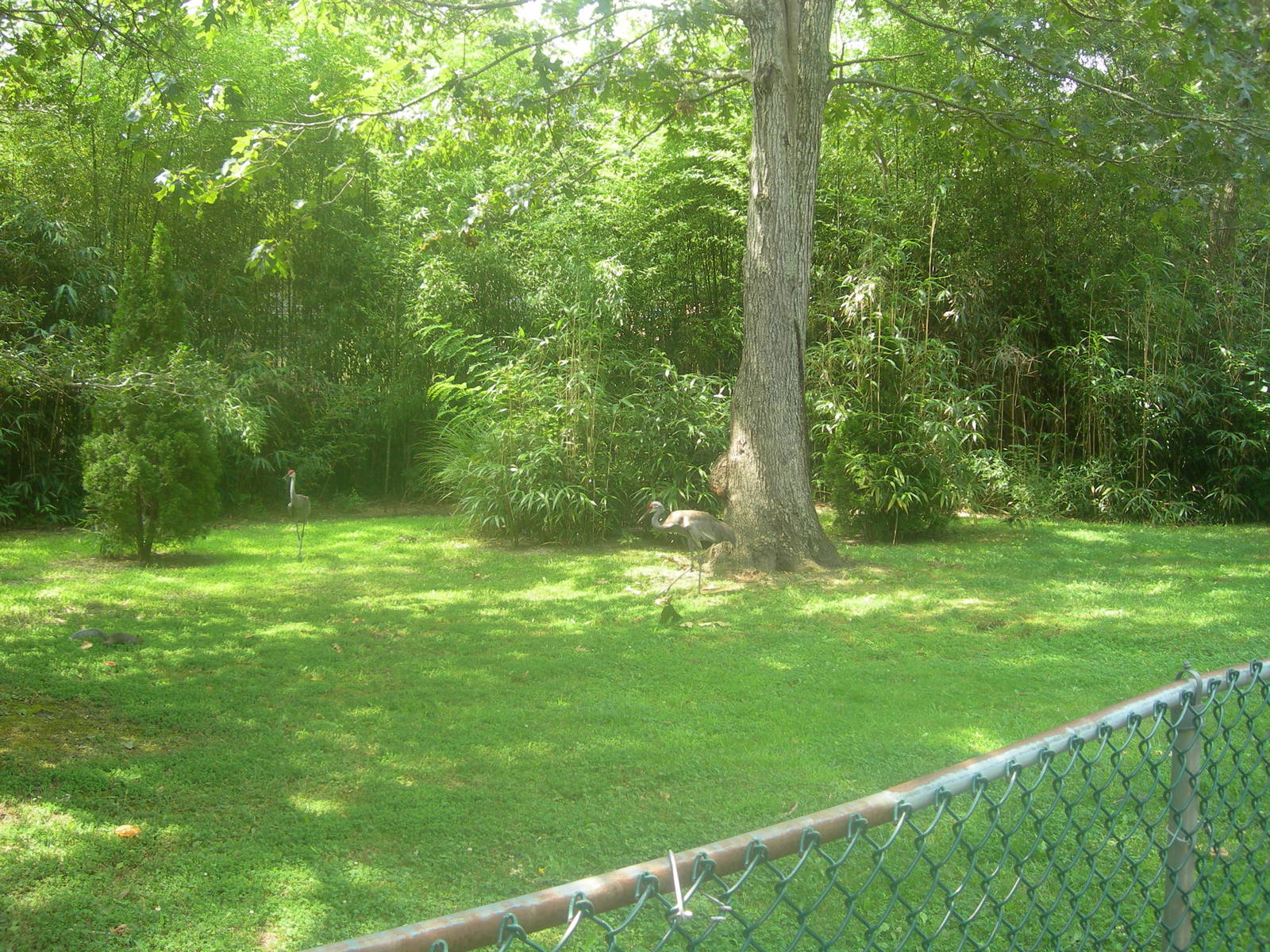 Sandhill Crane Exhibit