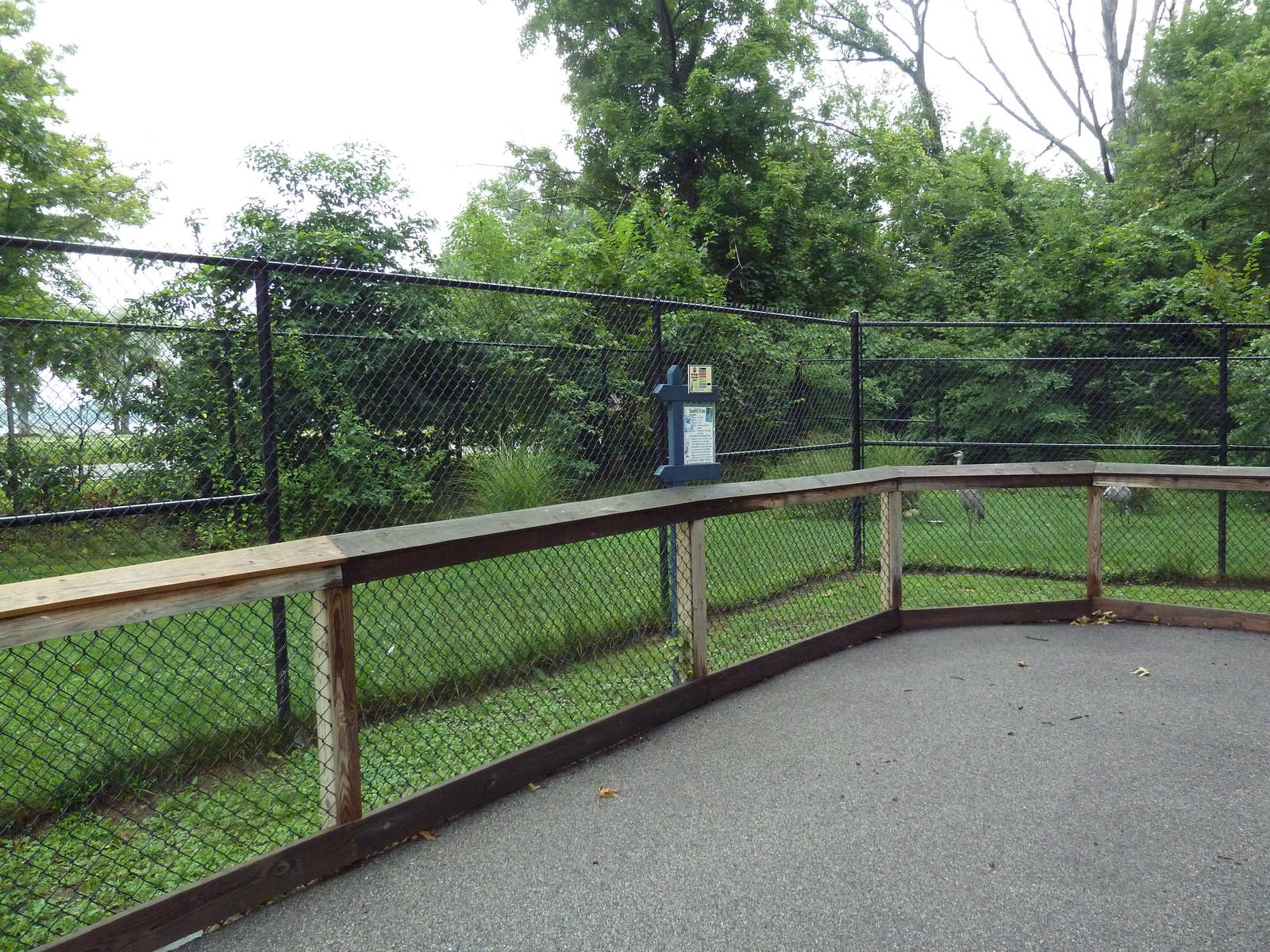 Sandhill Crane Exhibit