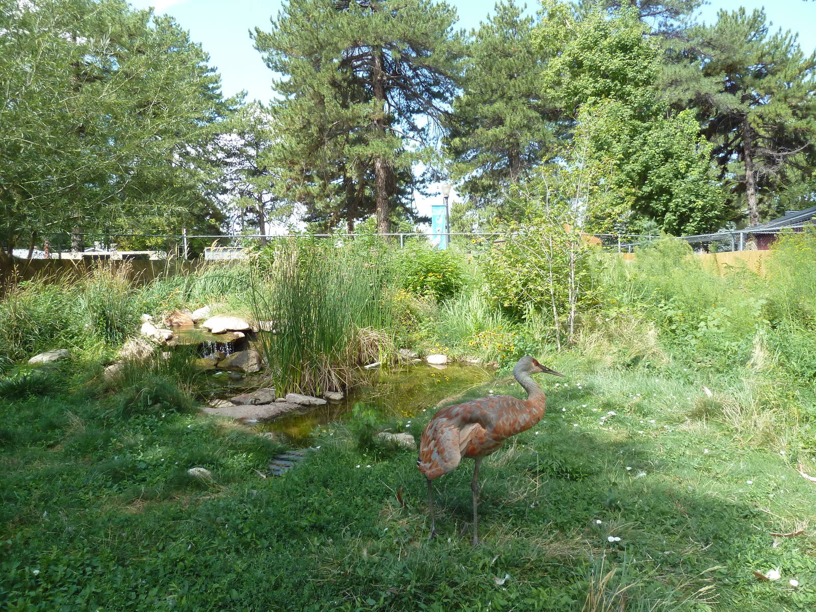 Sandhill Crane Exhibit