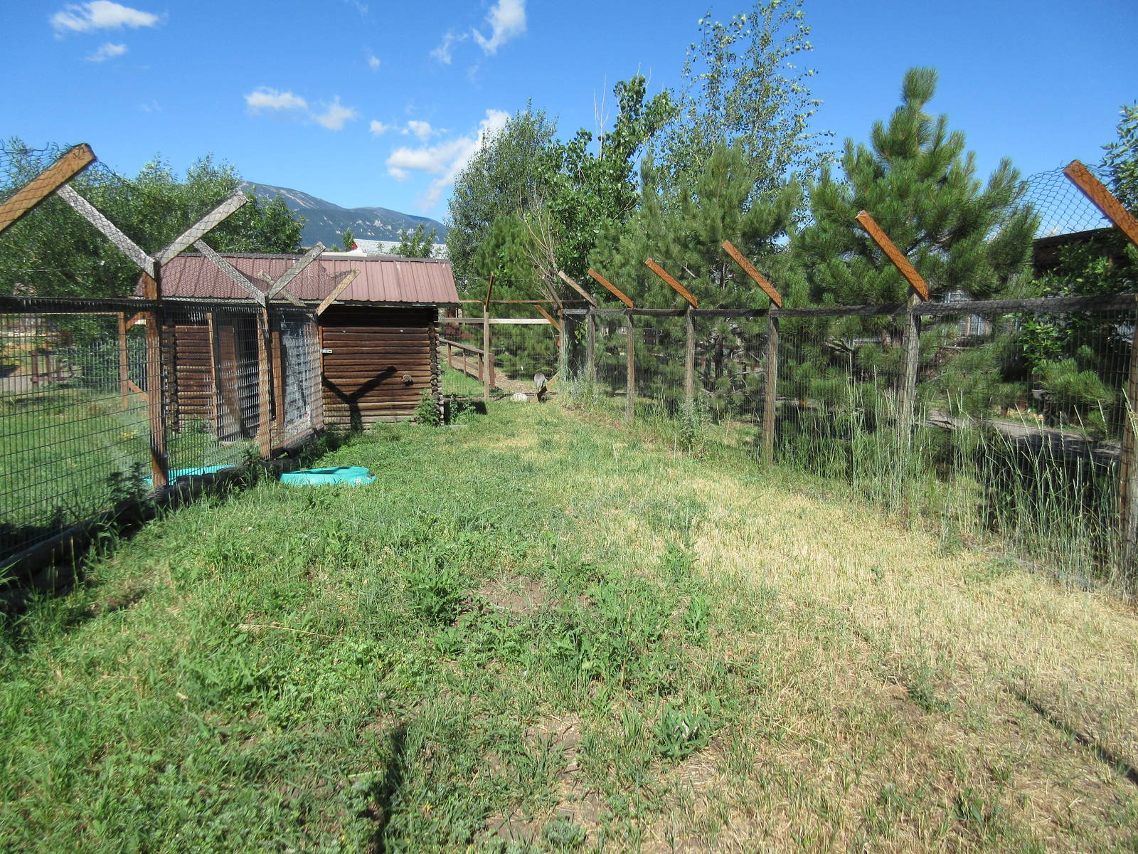 Sandhill Crane Exhibit