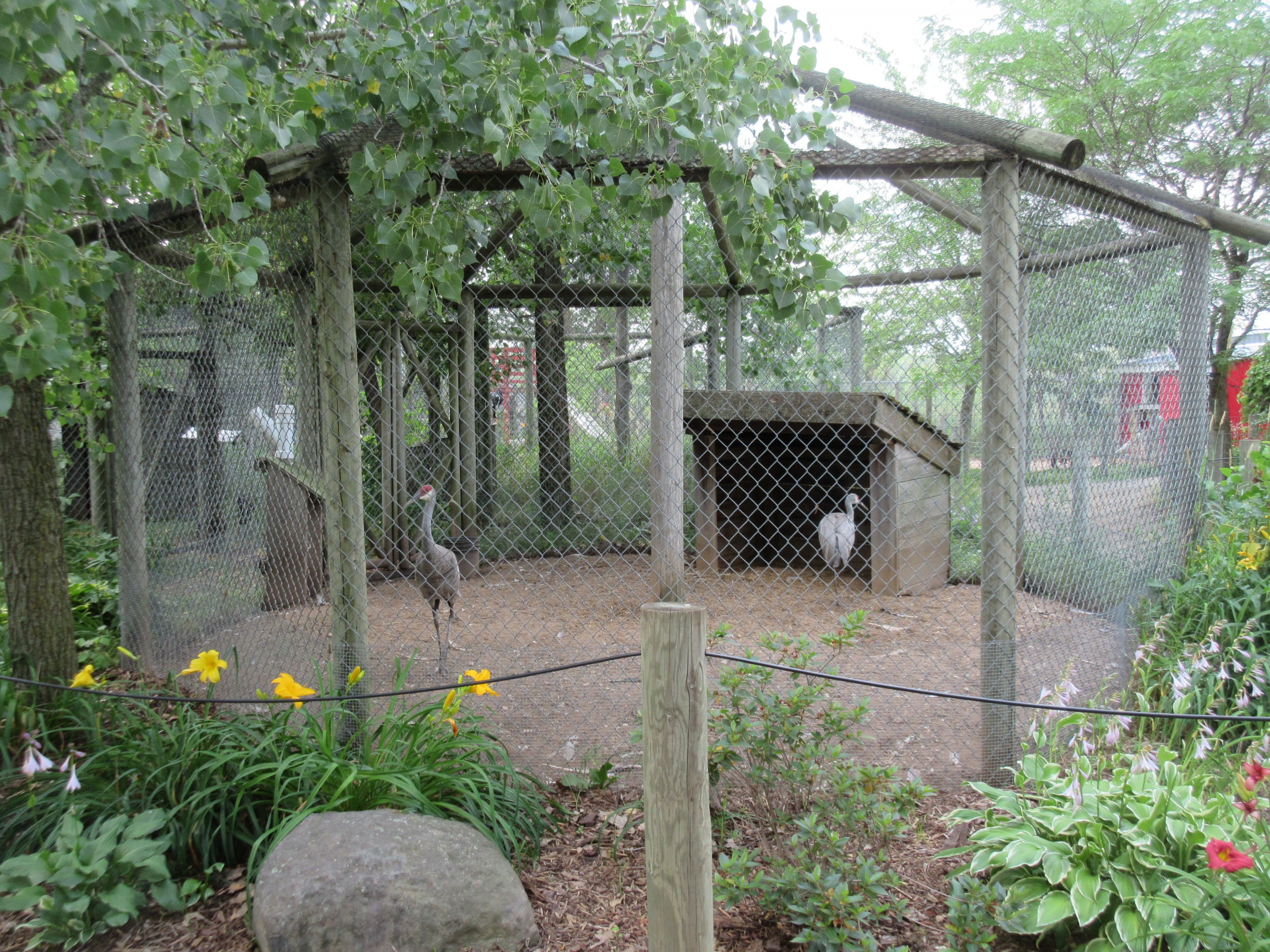 Sandhill Crane Exhibit