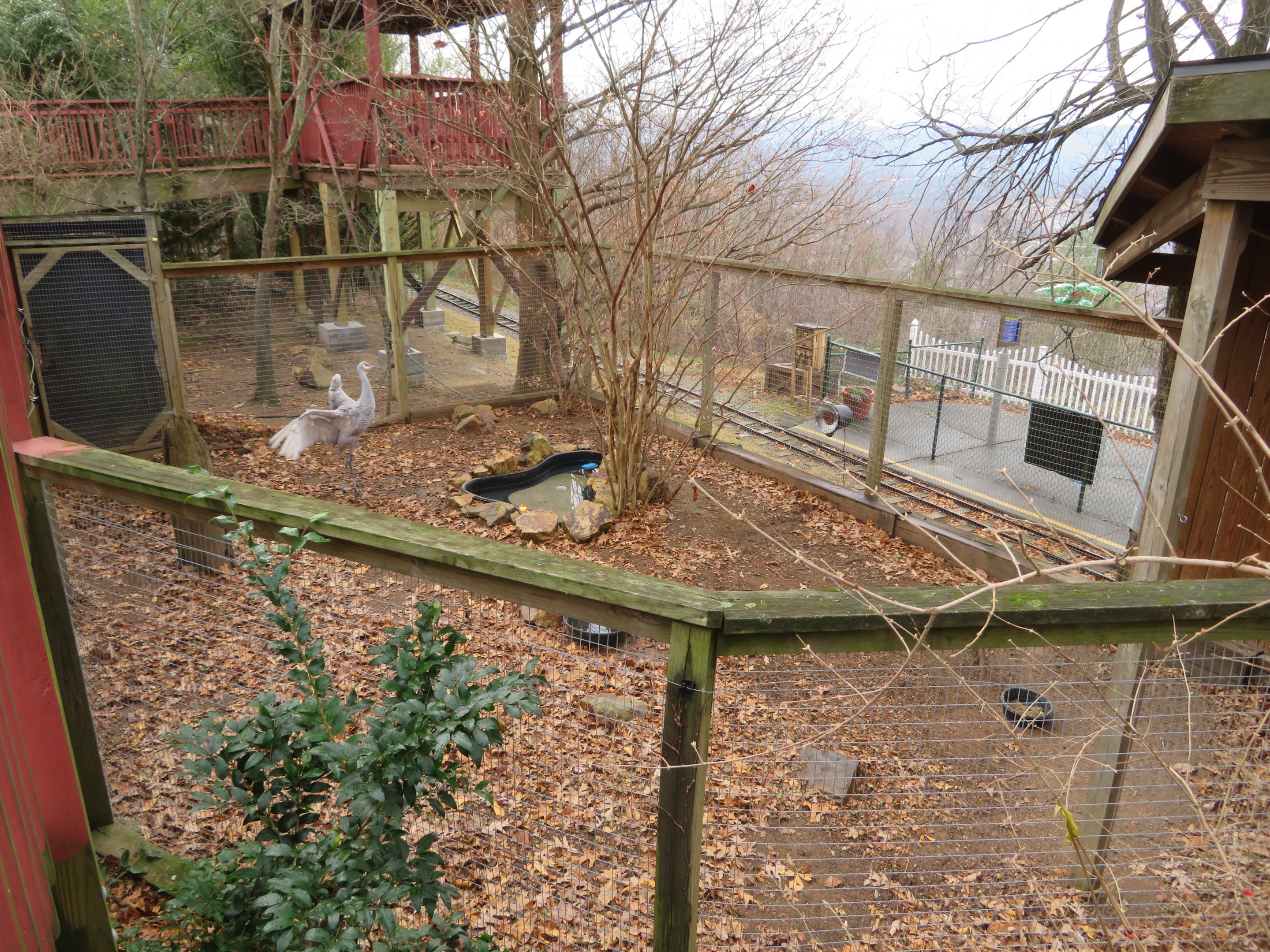 Sandhill Crane Exhibit