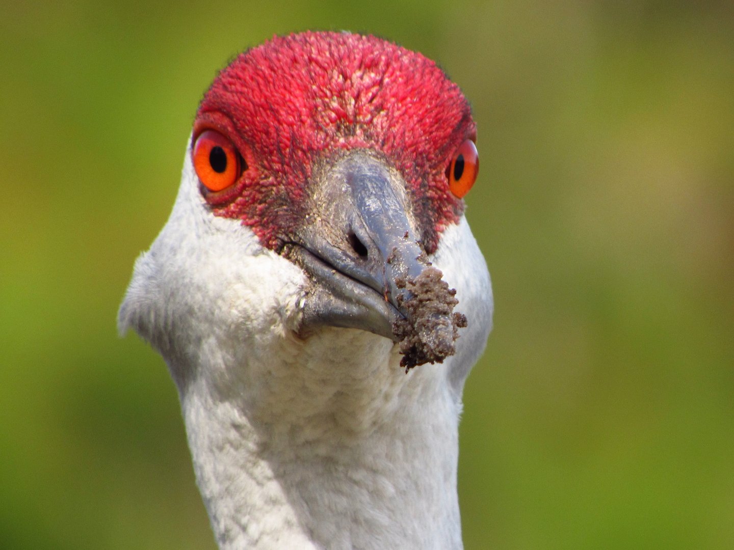 Sandhill Crane Facial Closeup