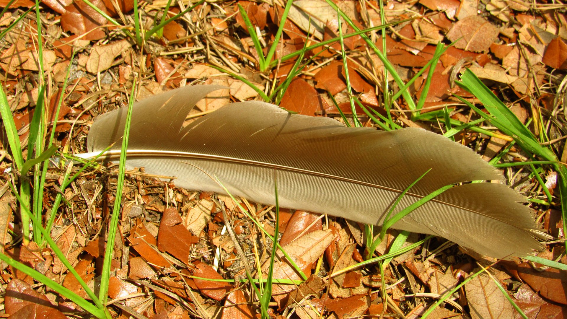 Sandhill Crane Feather