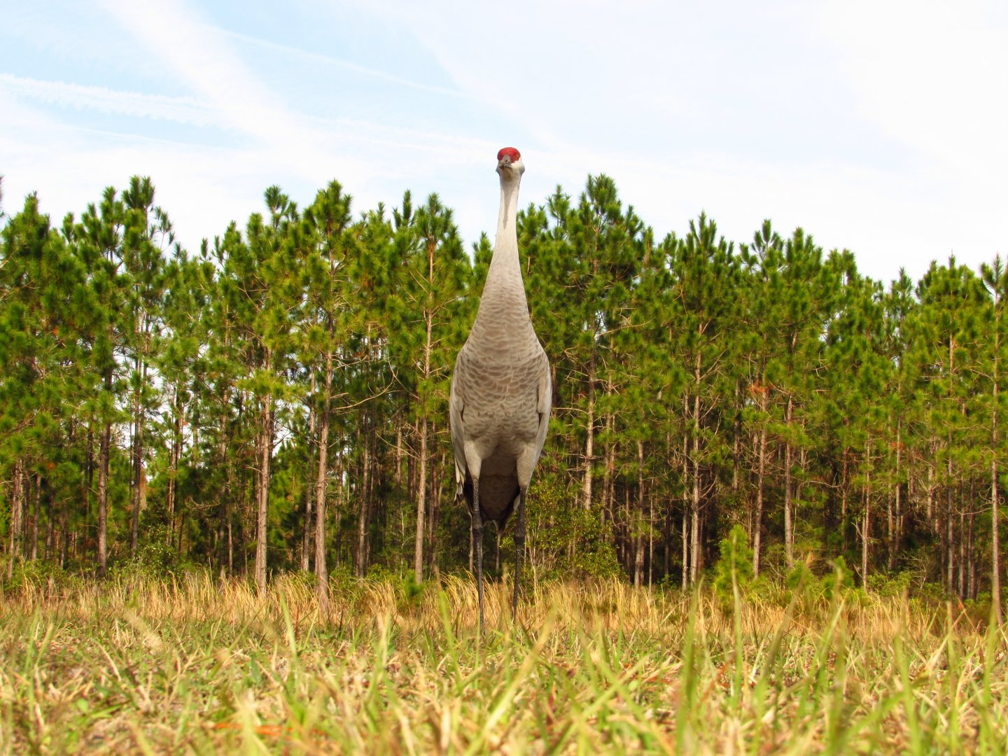 Sandhill Crane Ground View