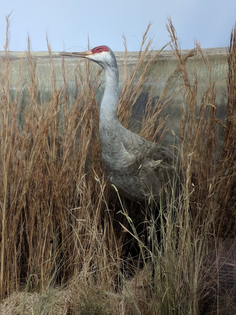 Sandhill crane (Grus canadensis)