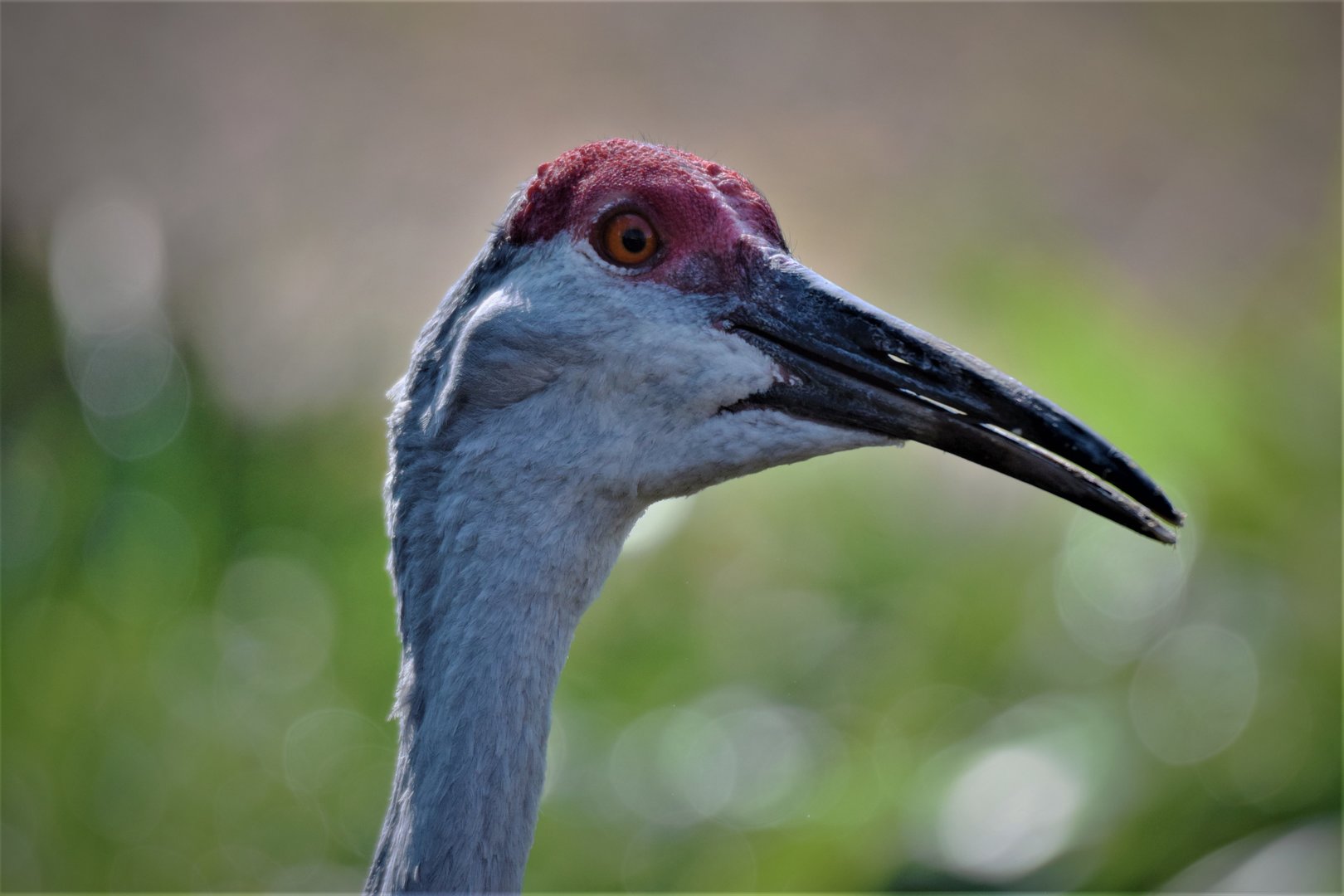 Sandhill Crane (Grus canadensis)