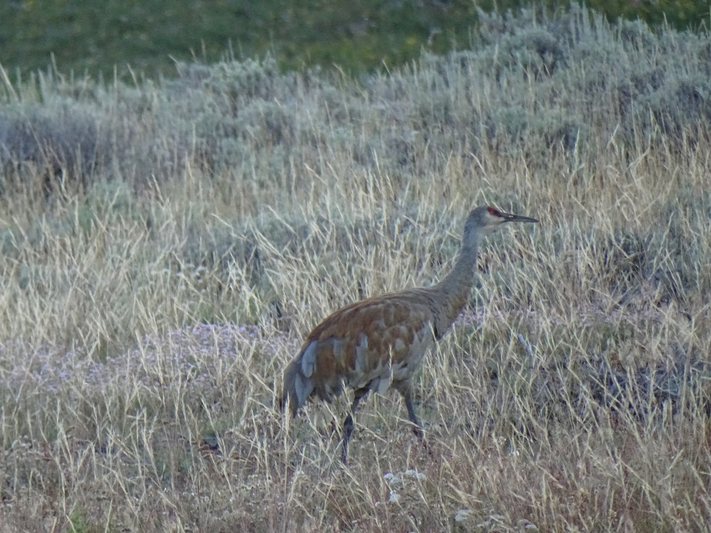 Sandhill Crane (Grus canadensis)