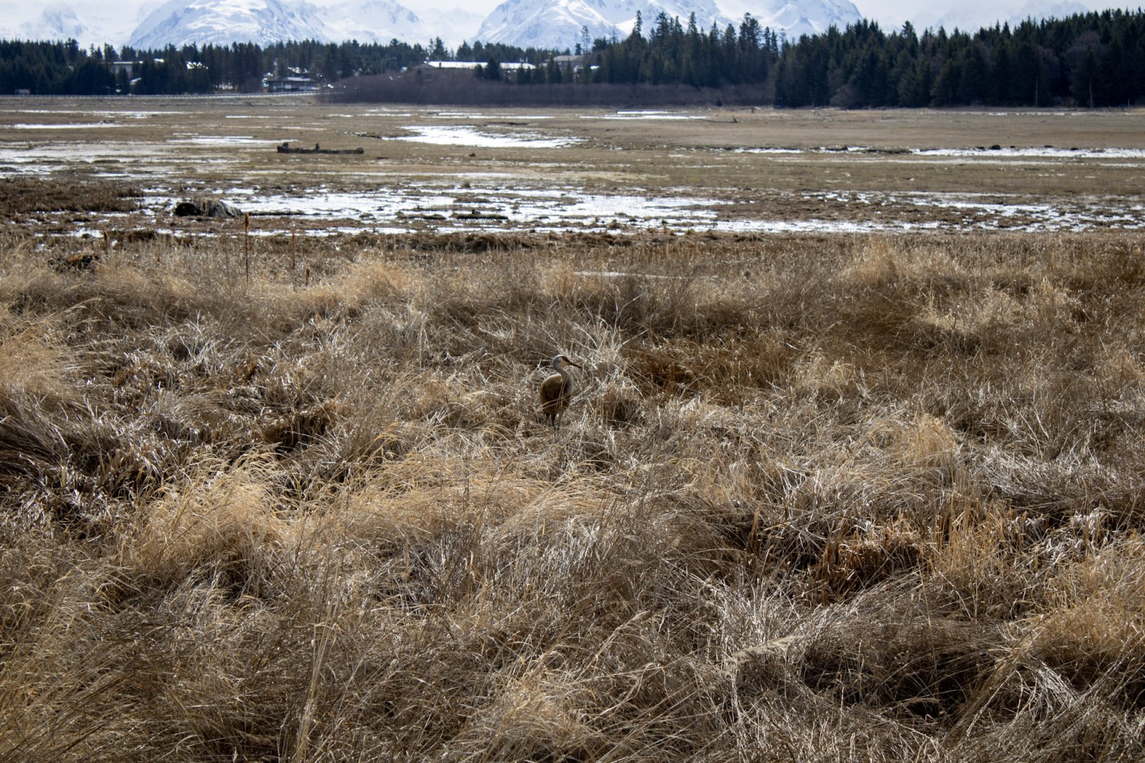 Sandhill Crane in Beluga Slough - Alaska