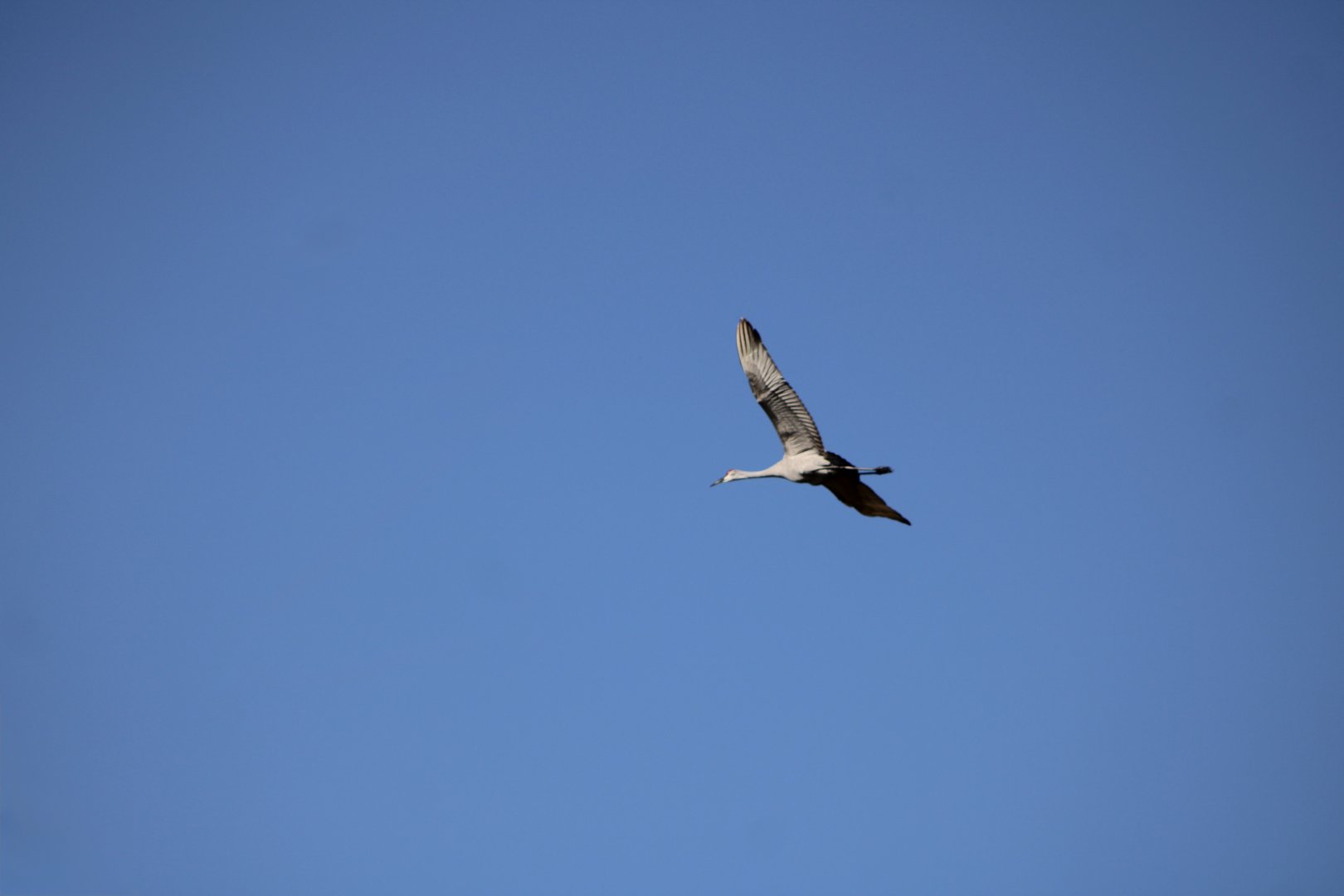Sandhill Crane in Flight (A. c. pratensis)