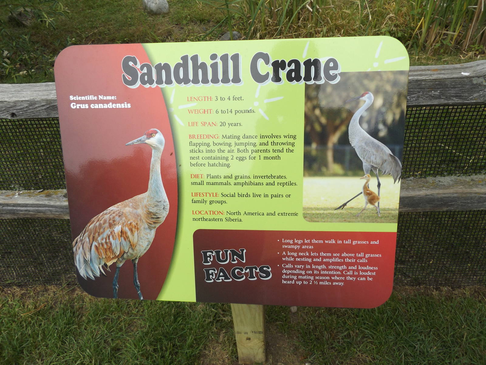 Sandhill Crane Info Sign