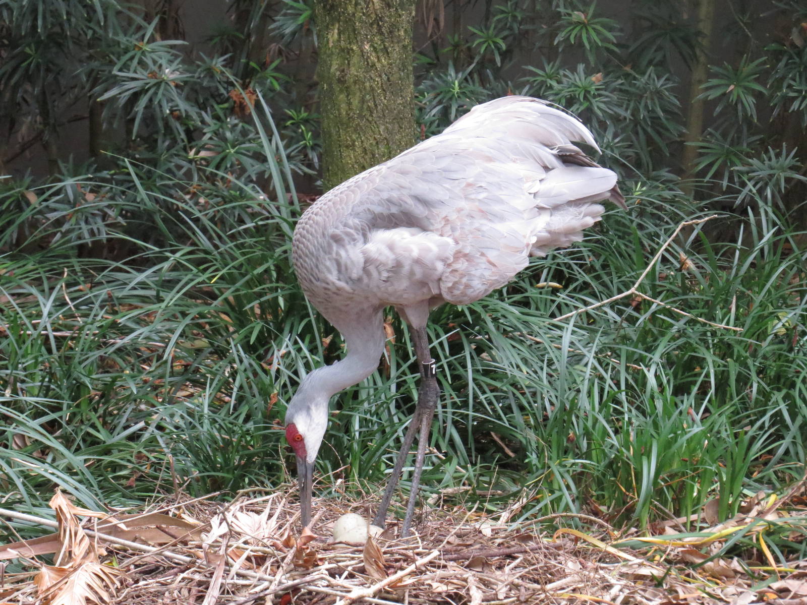 Sandhill crane, March 2015