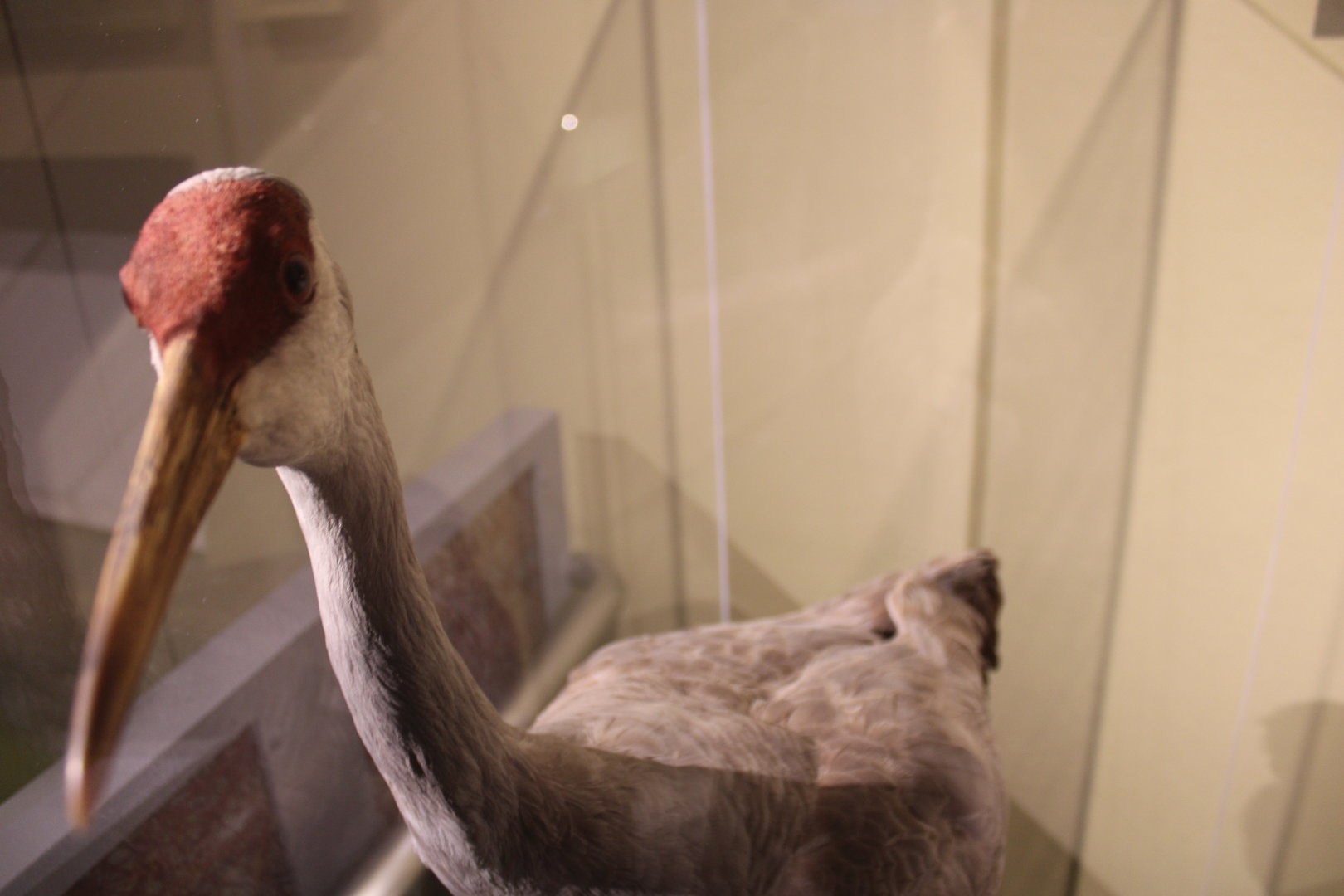 Sandhill Crane Mount (Grus canadensis)