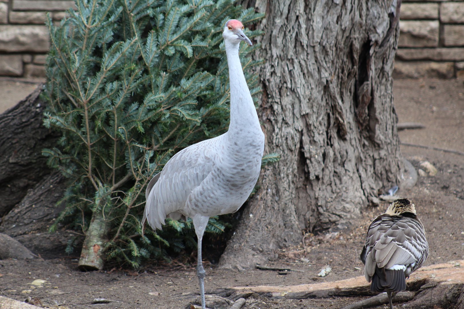 Sandhill Crane & Nene