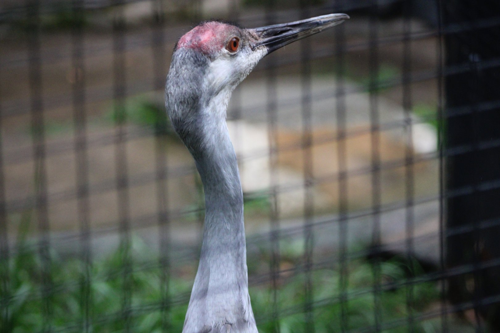 Sandhill Crane Portrait (Antigone canadensis ssp.)