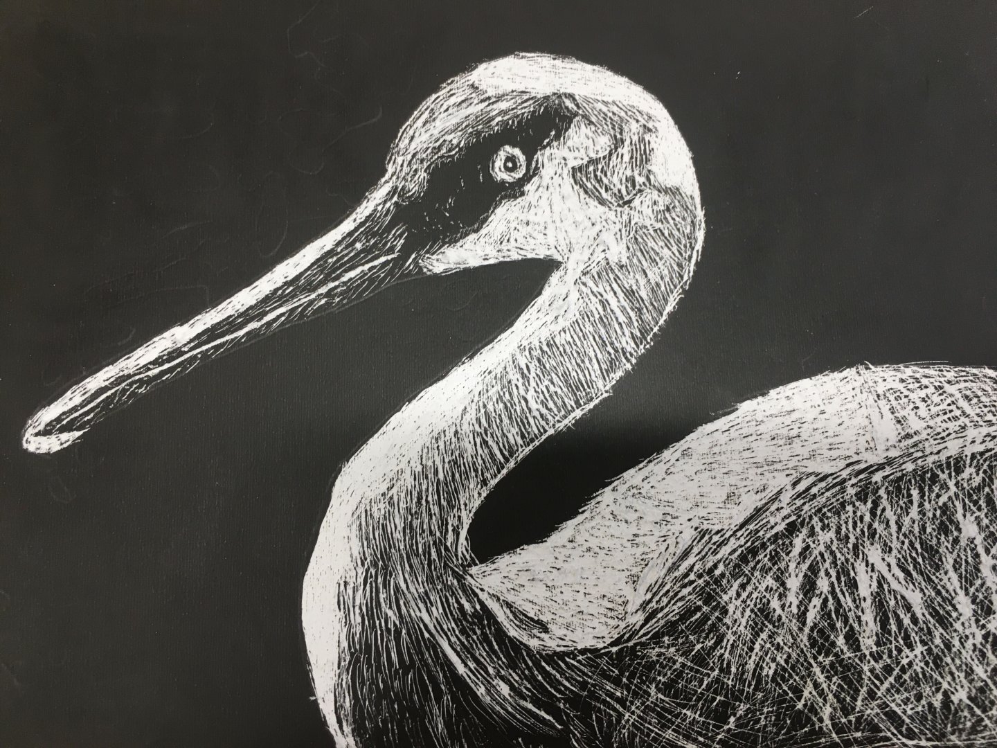 Sandhill Crane Scratchboard