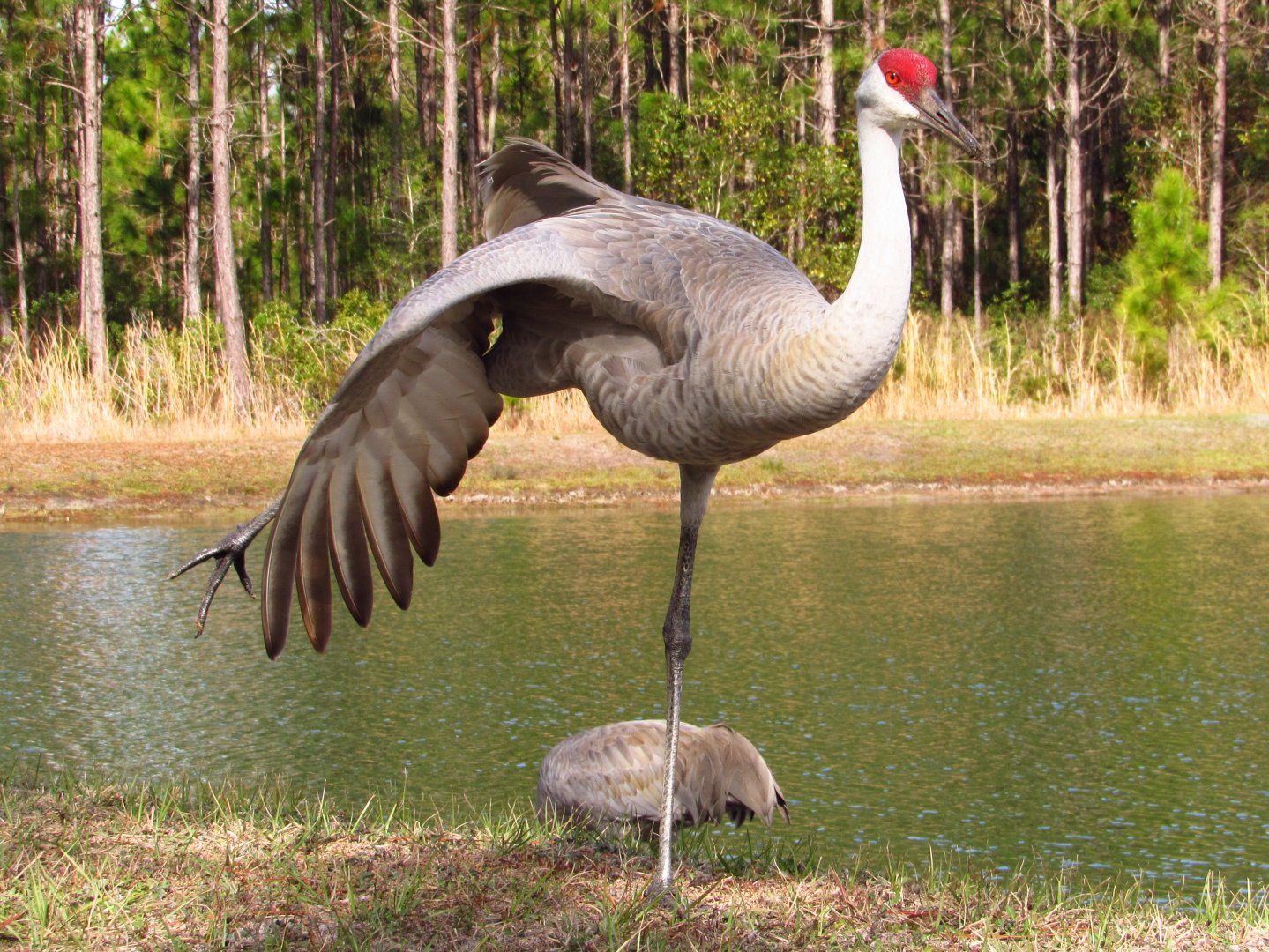 Sandhill Crane Stretching