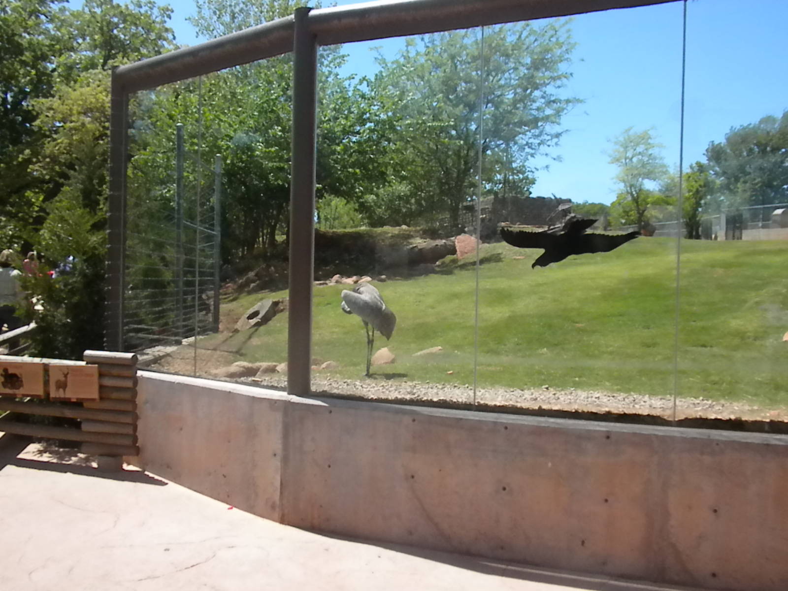 Sandhill Crane & White Tailed Deer