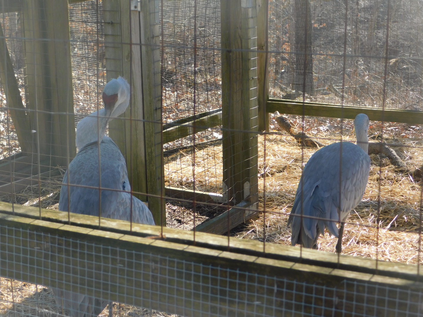 Sandhill Crane- World Bird Sanctuary February 2022