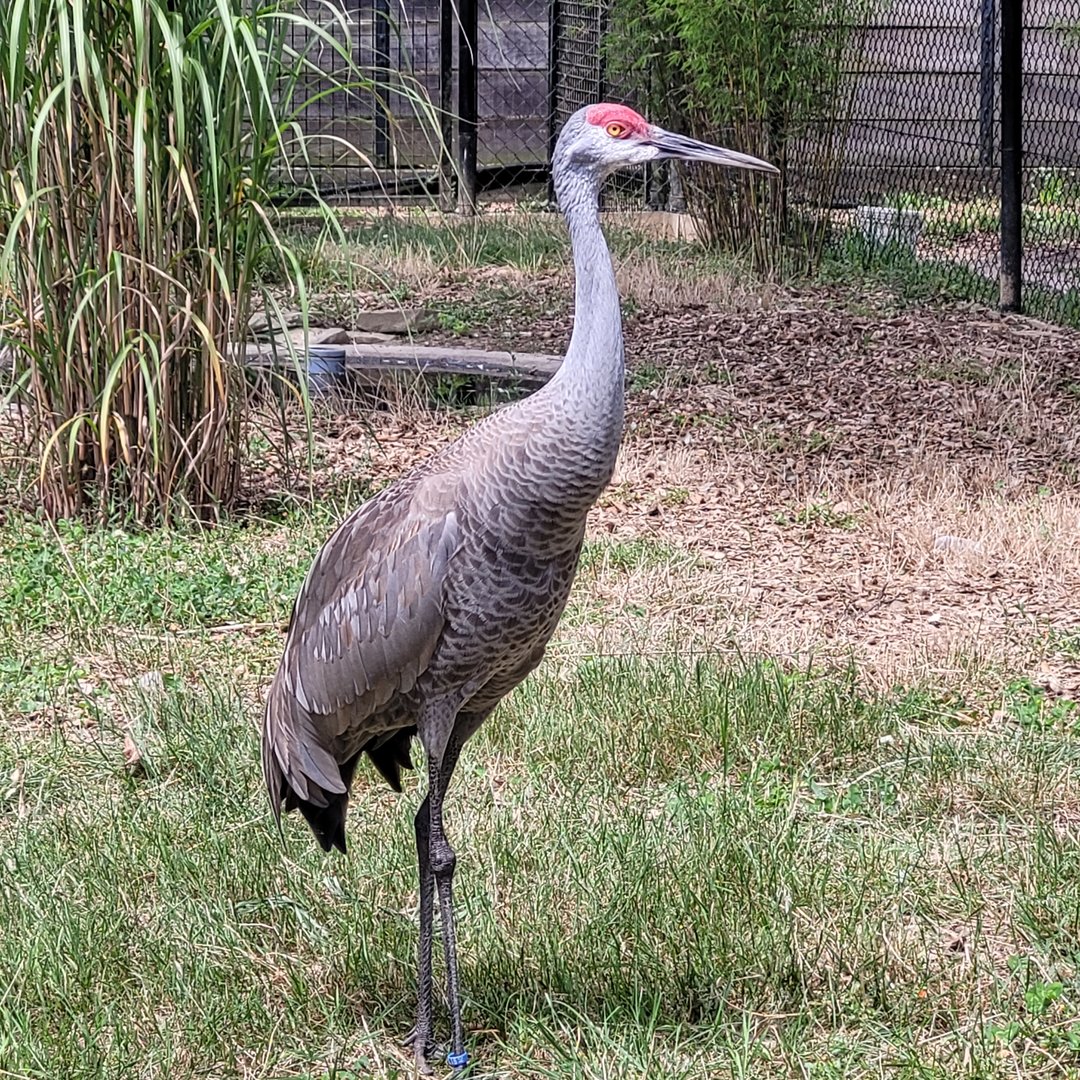 Sandhill crane -Zoo de Labenne (2023)