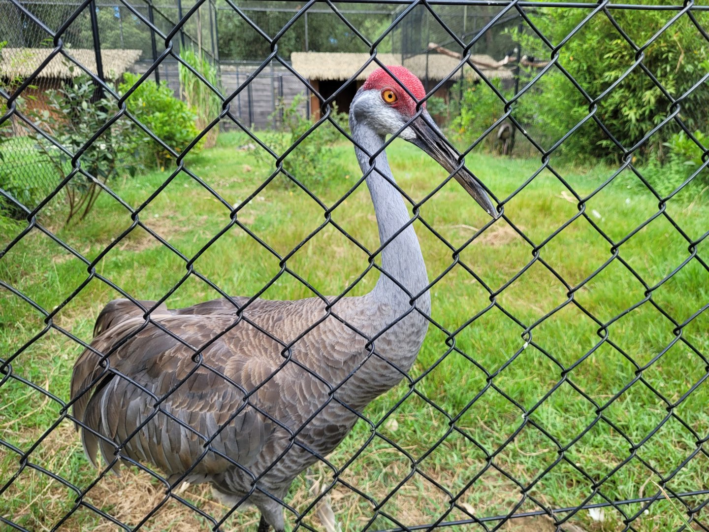 Sandhill crane -Zoo de Labenne (2024)