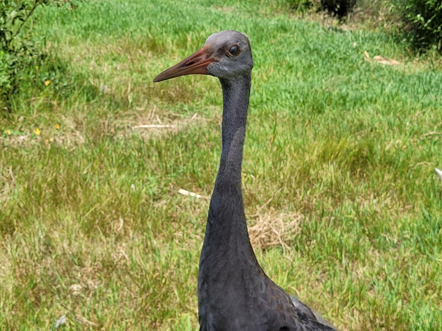 Sandhill crane -Zoo de Labenne (2024)