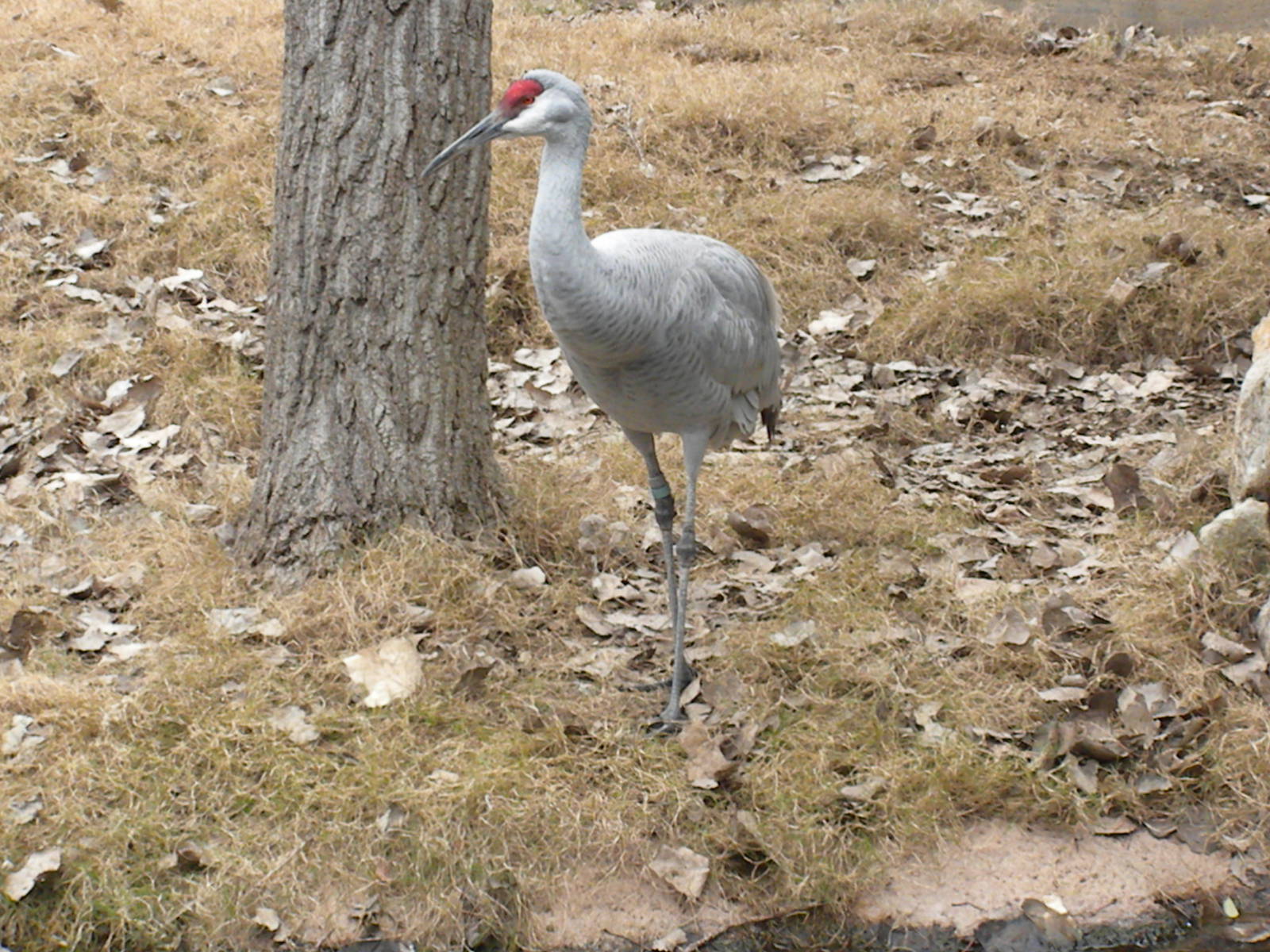 Sandhill Crane