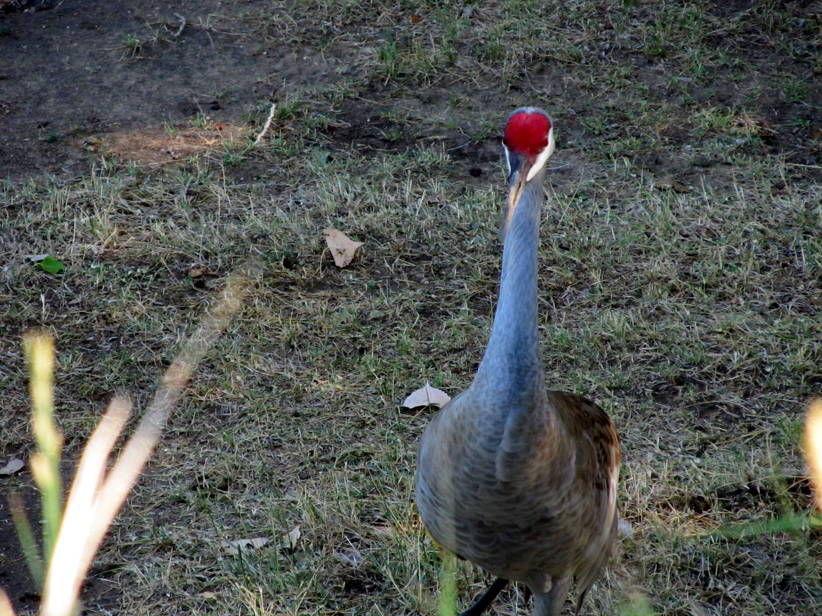 Sandhill Crane
