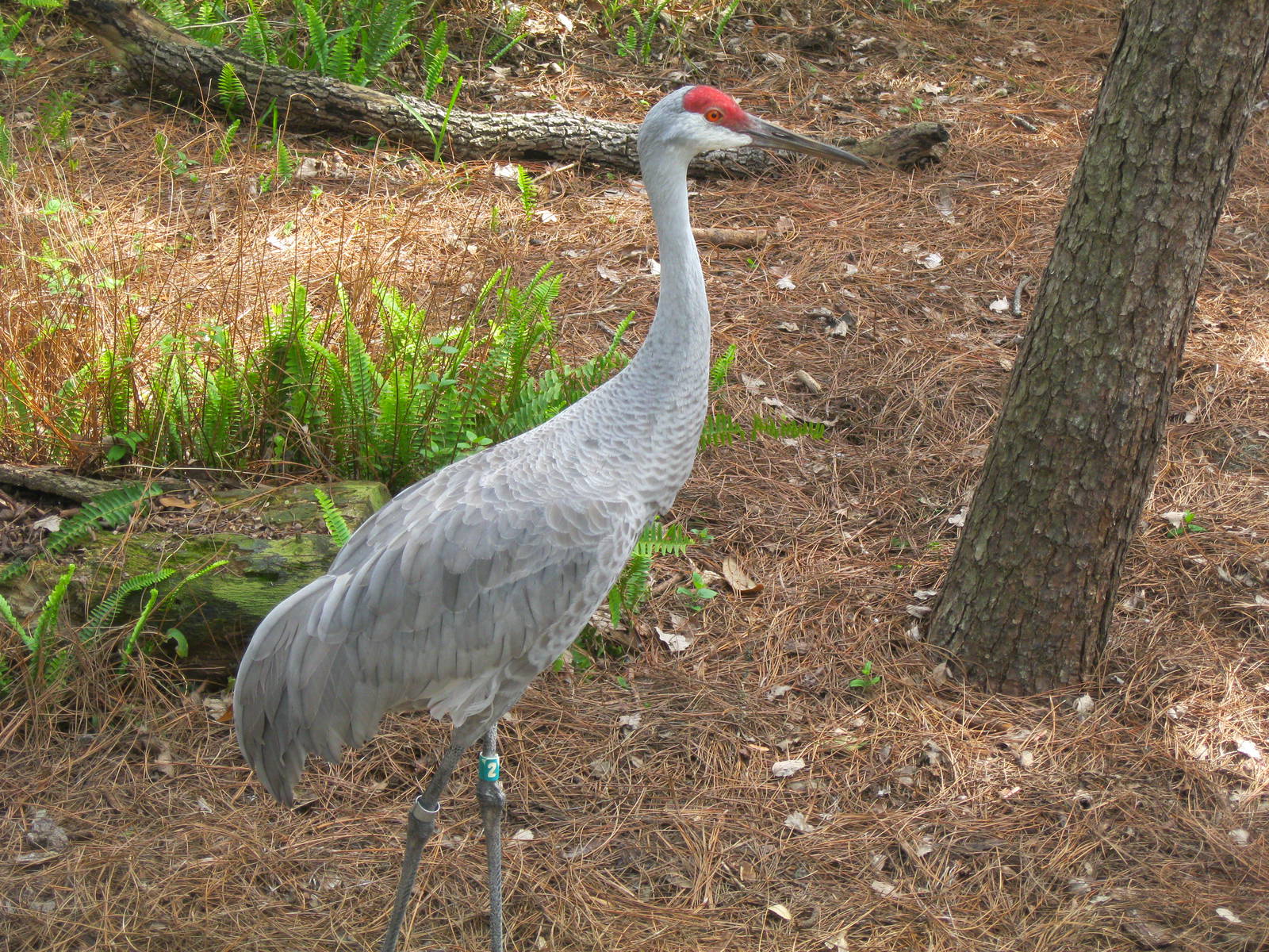 Sandhill Crane