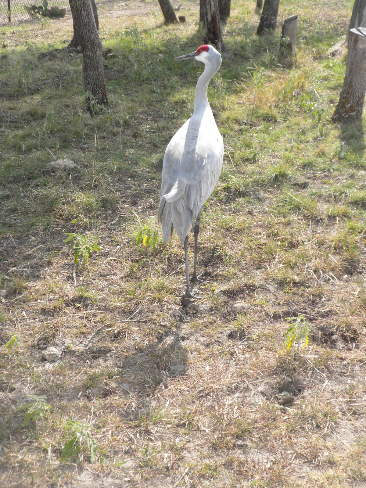 Sandhill Crane