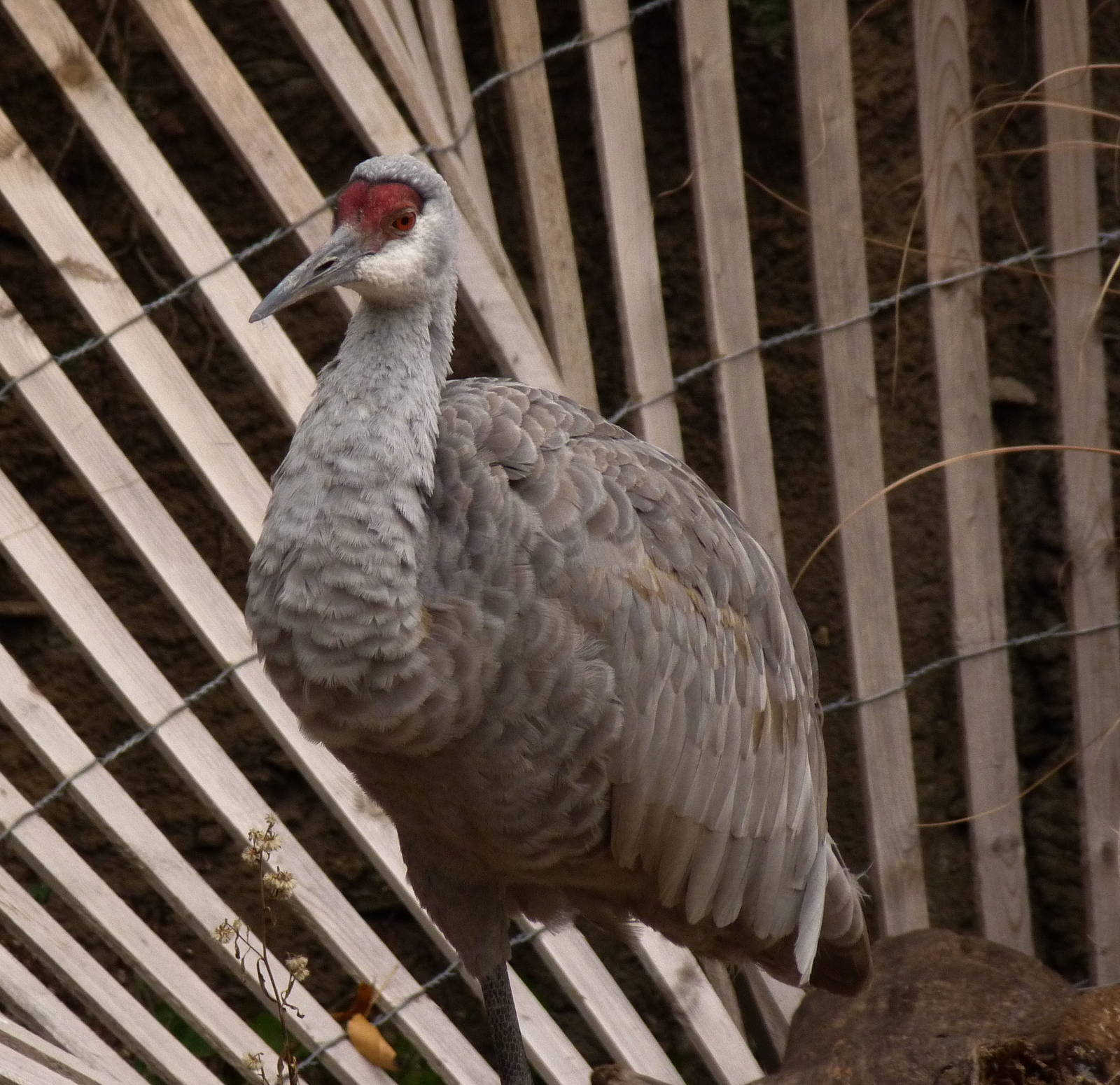 Sandhill Crane