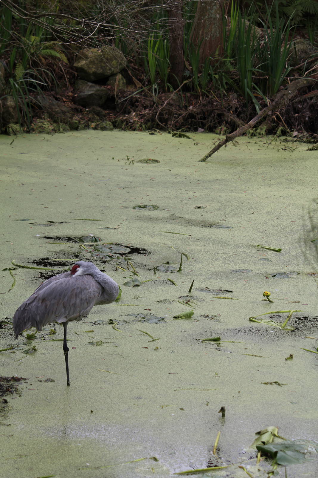 Sandhill Crane