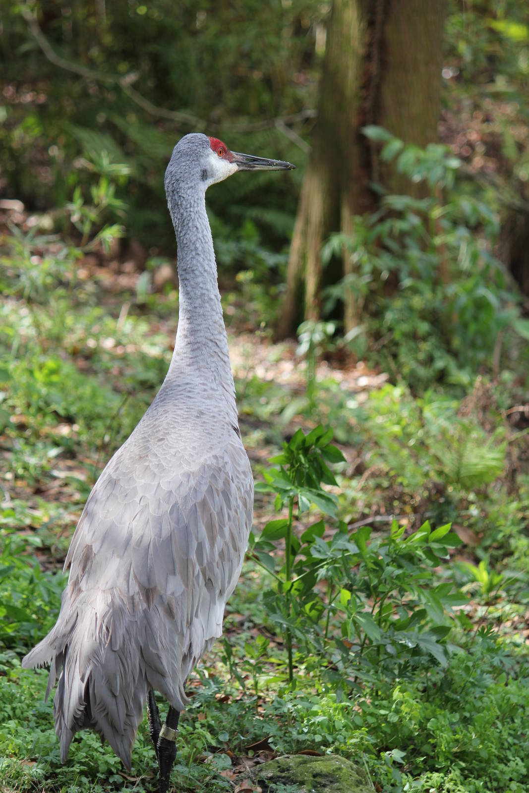 Sandhill Crane