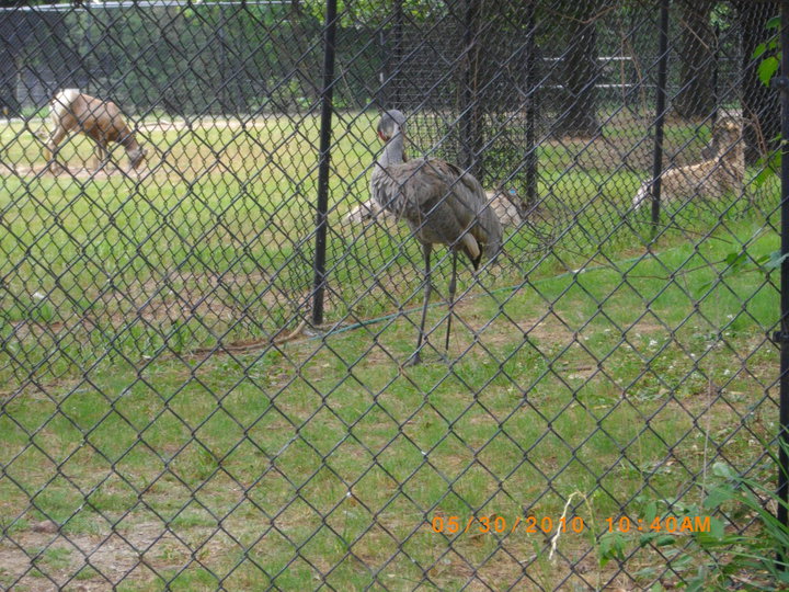 Sandhill Crane
