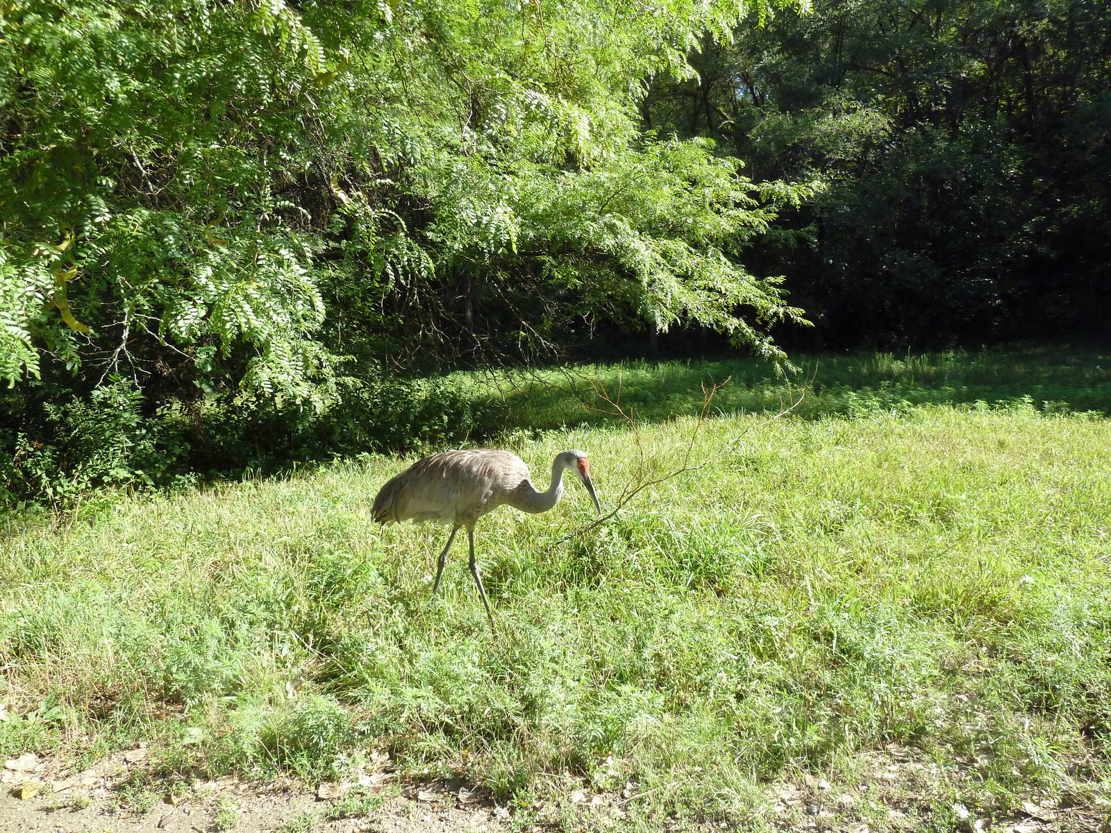 Sandhill Crane