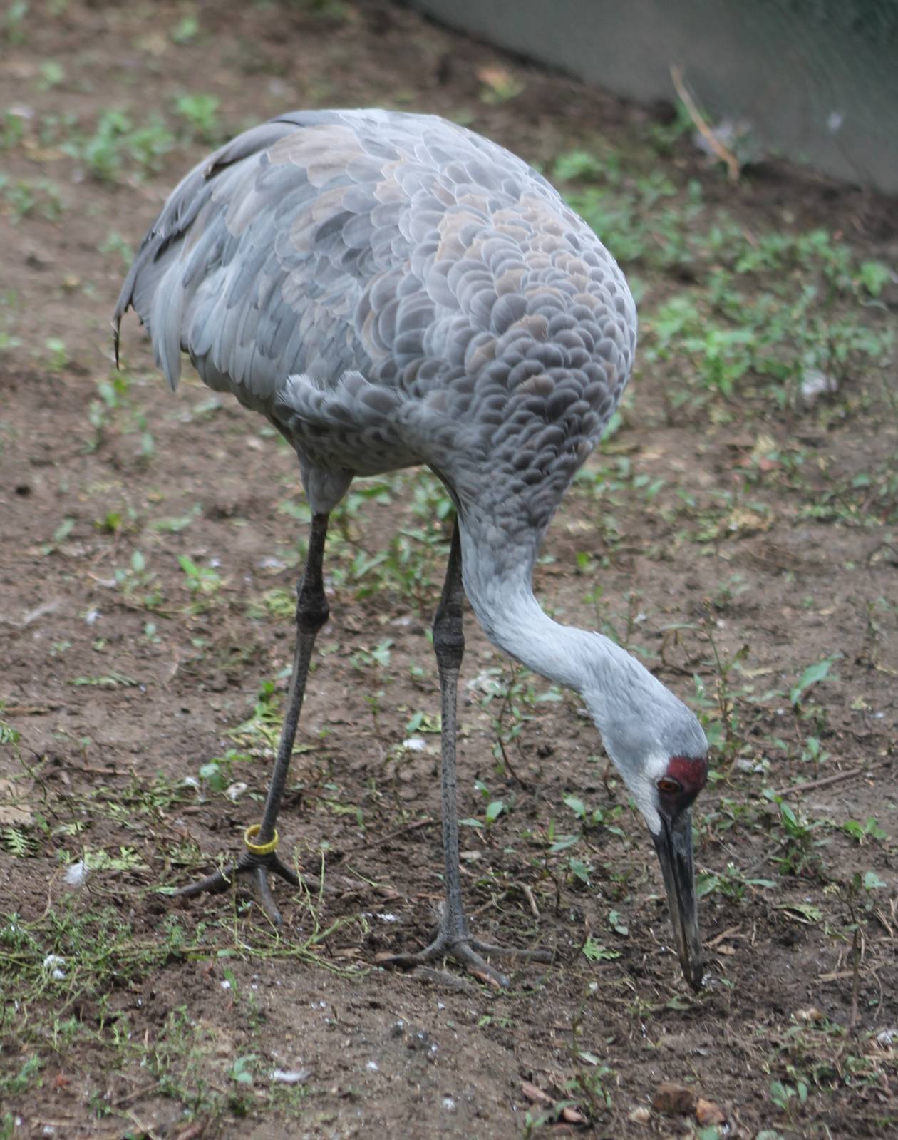 Sandhill crane
