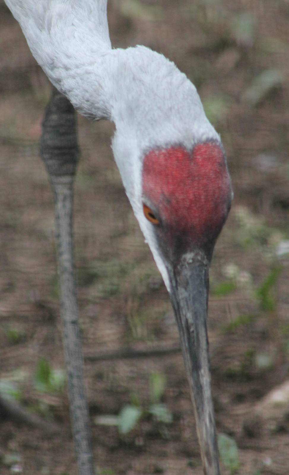 Sandhill crane