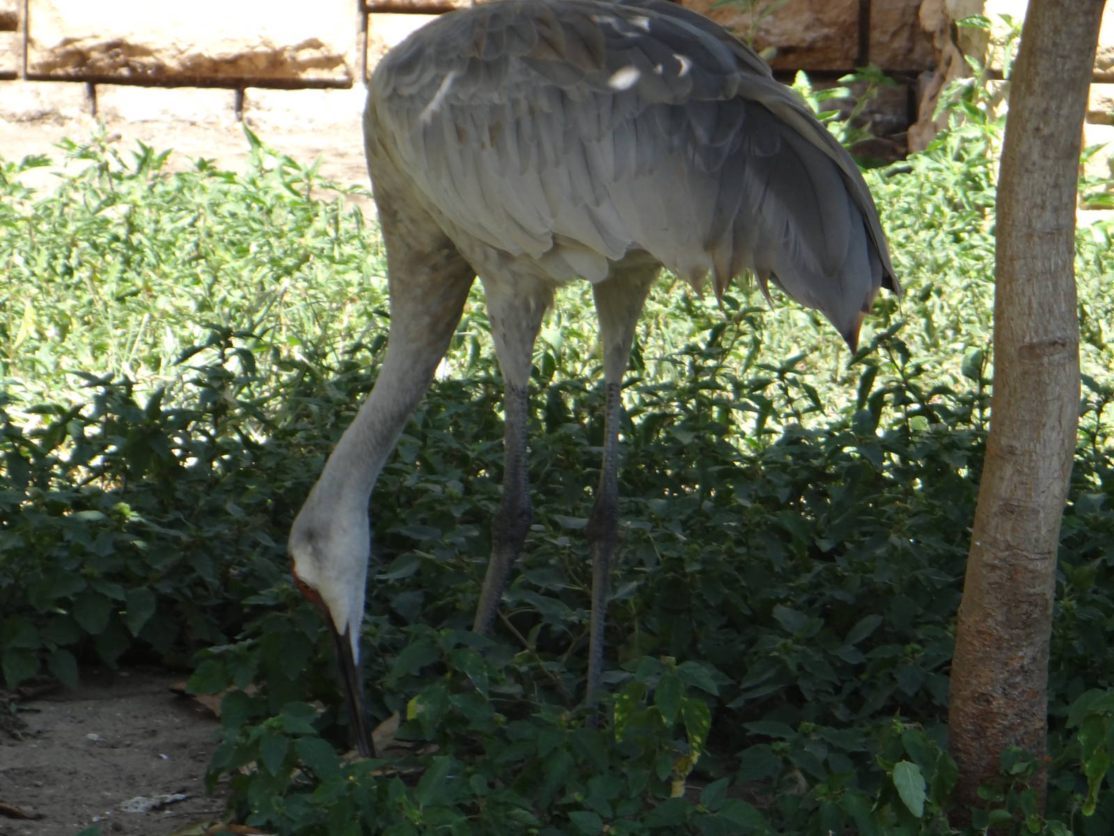 Sandhill crane