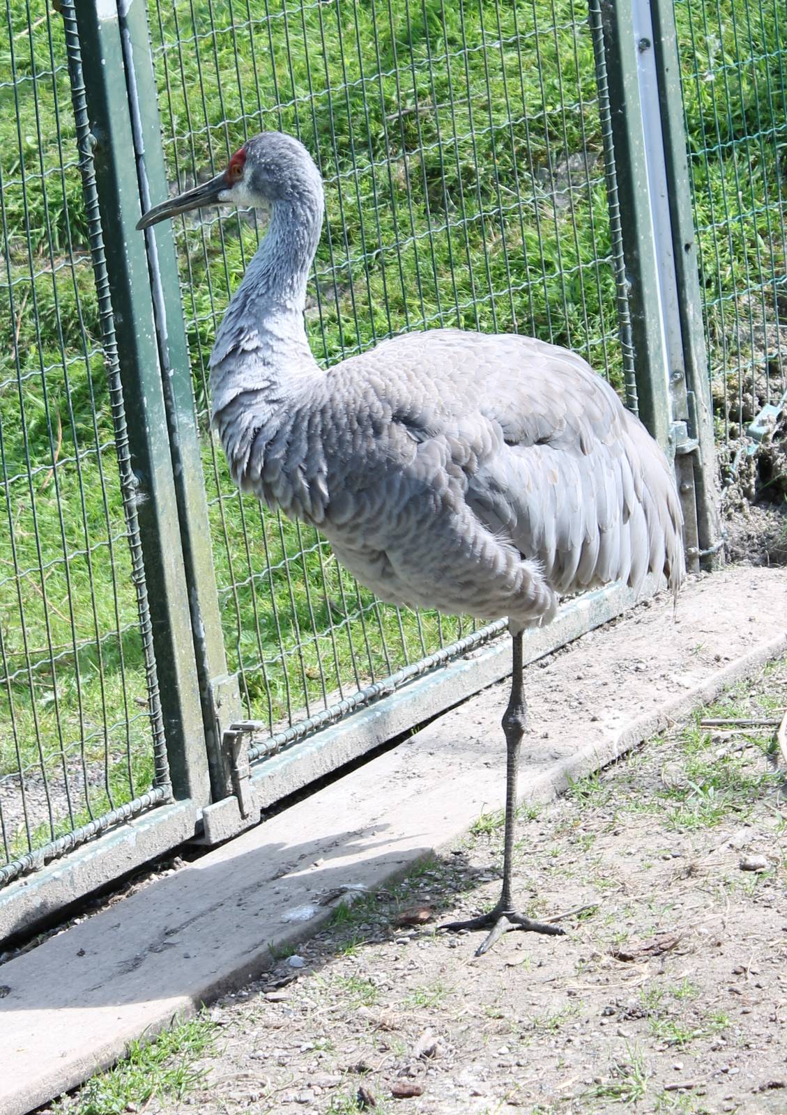 Sandhill crane