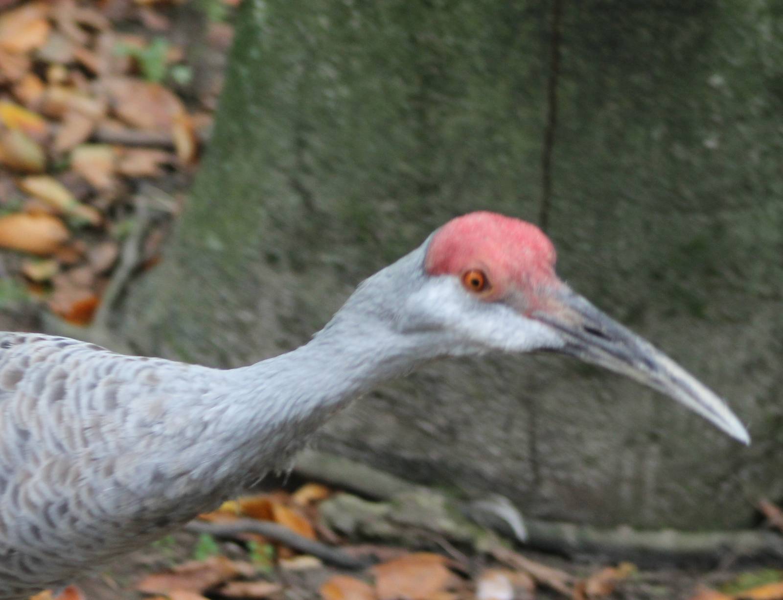 Sandhill crane